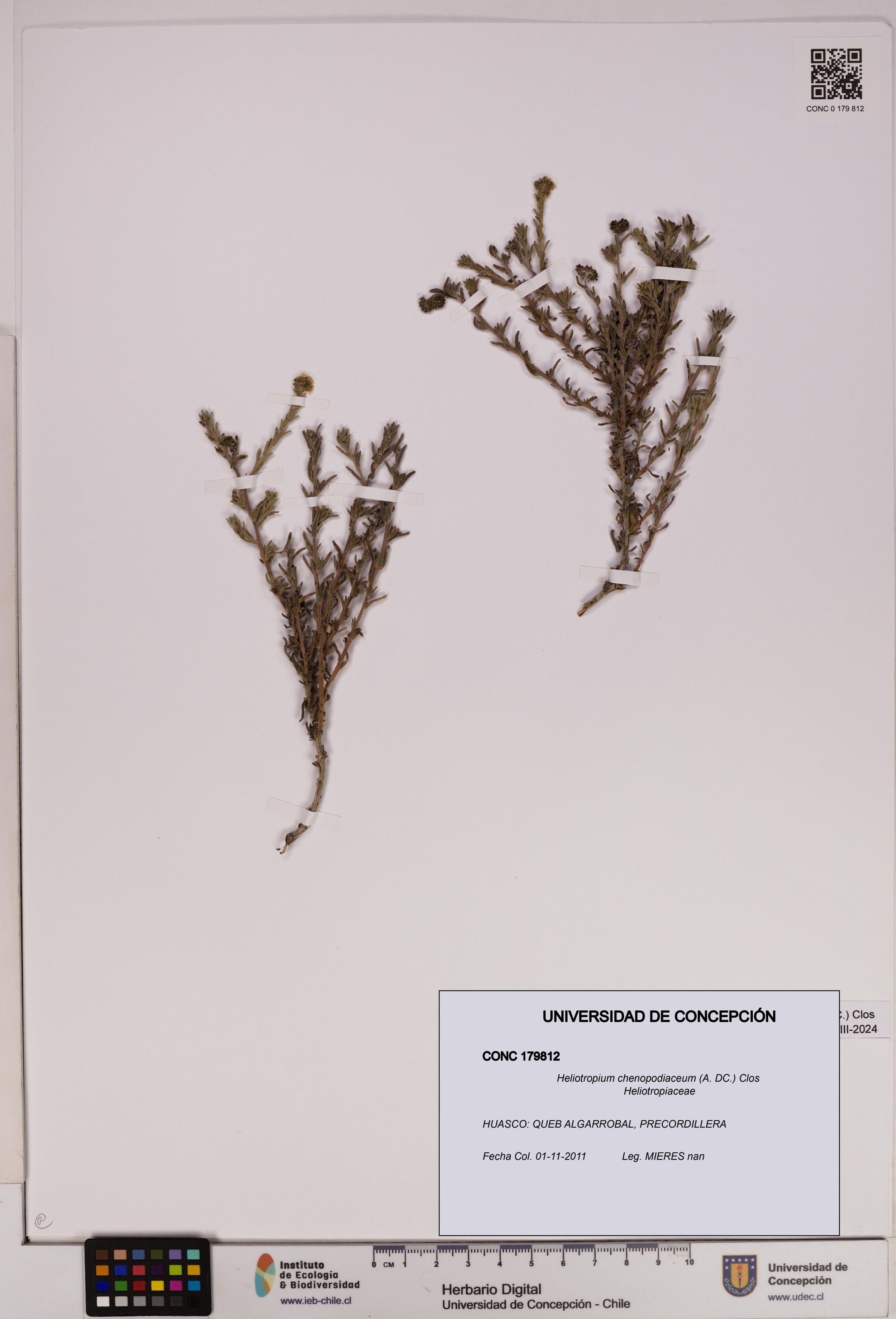 Heliotropium chenopodiaceum [Espécimen: ]