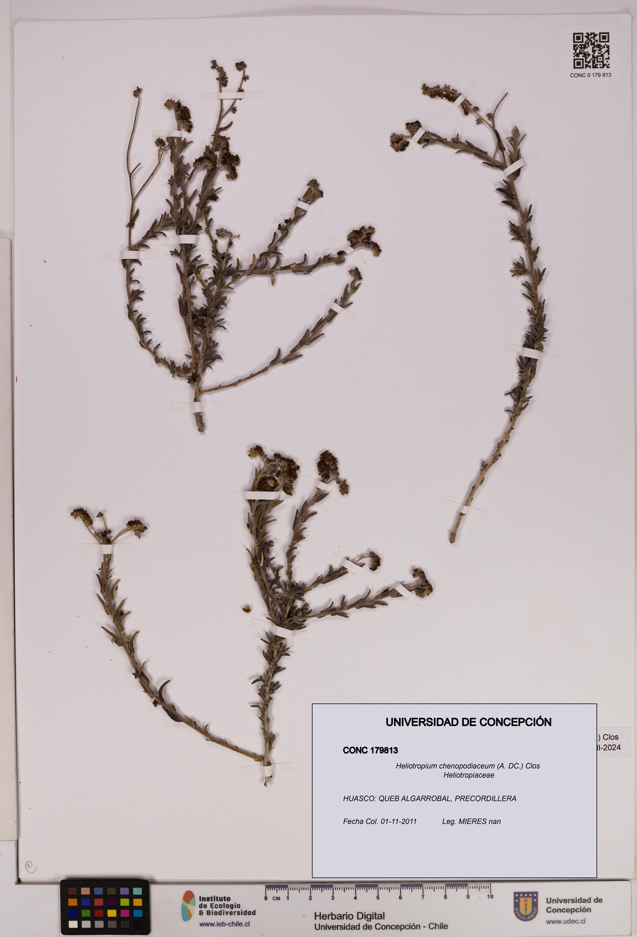 Heliotropium chenopodiaceum [Espécimen: ]