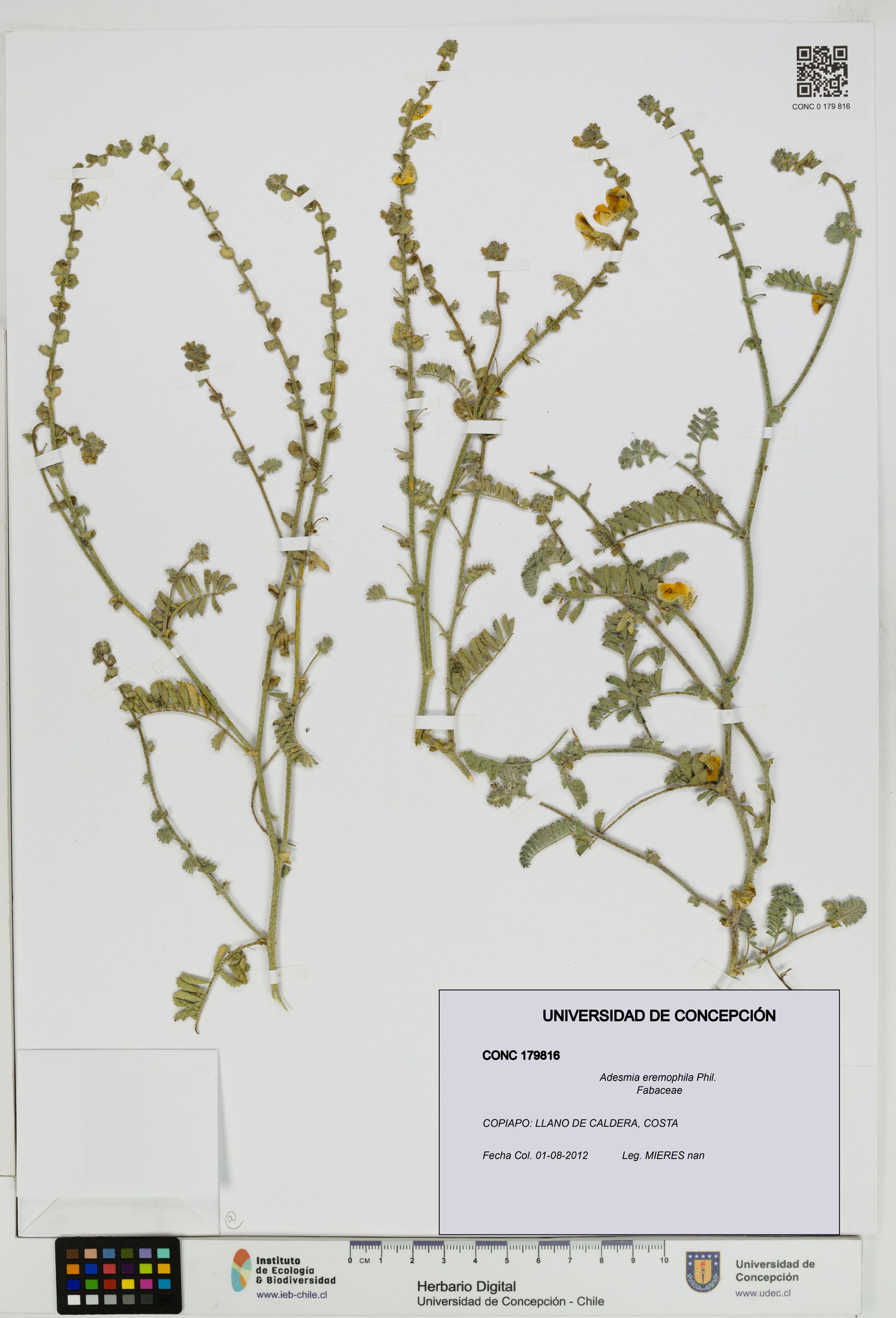 Adesmia eremophila [Espécimen: ]