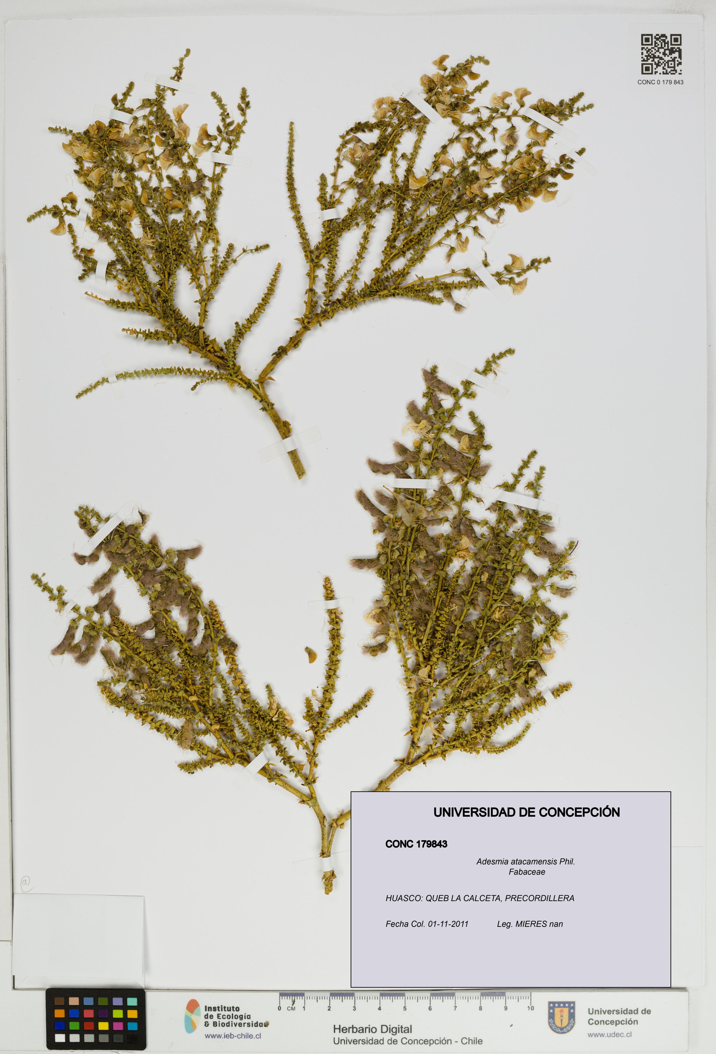 Adesmia atacamensis [Espécimen: ]