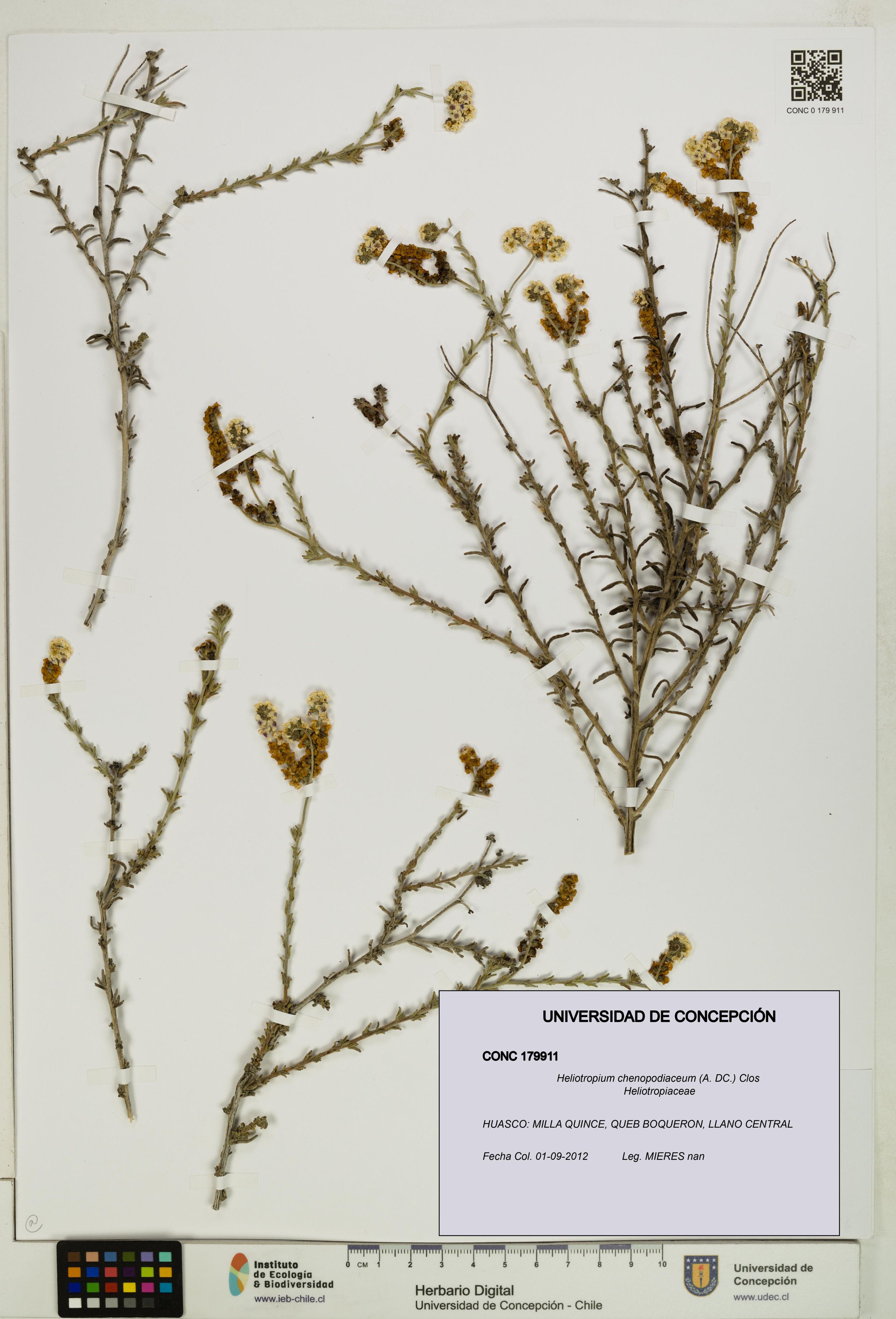 Heliotropium chenopodiaceum [Espécimen: ]