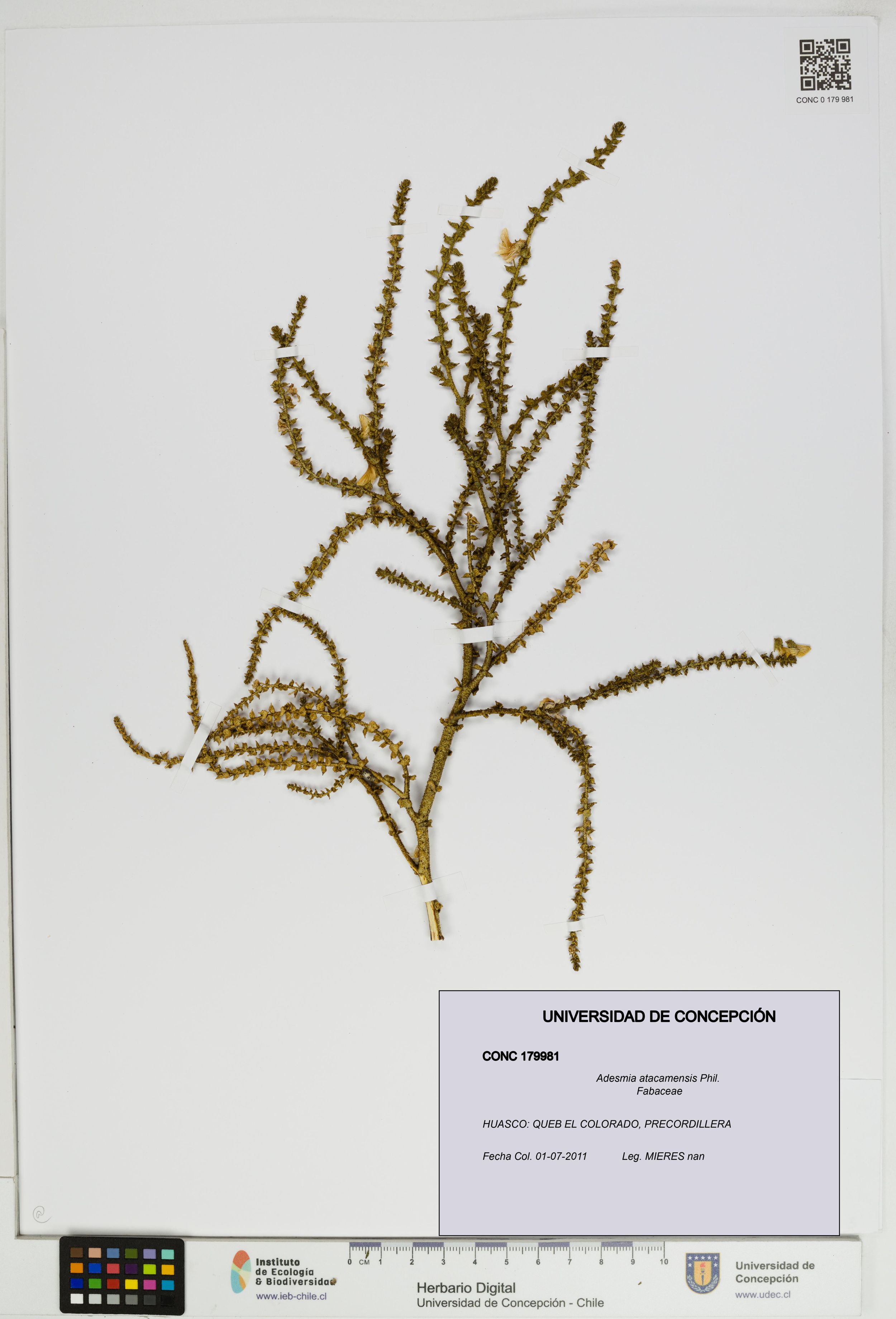 Adesmia atacamensis [Espécimen: ]