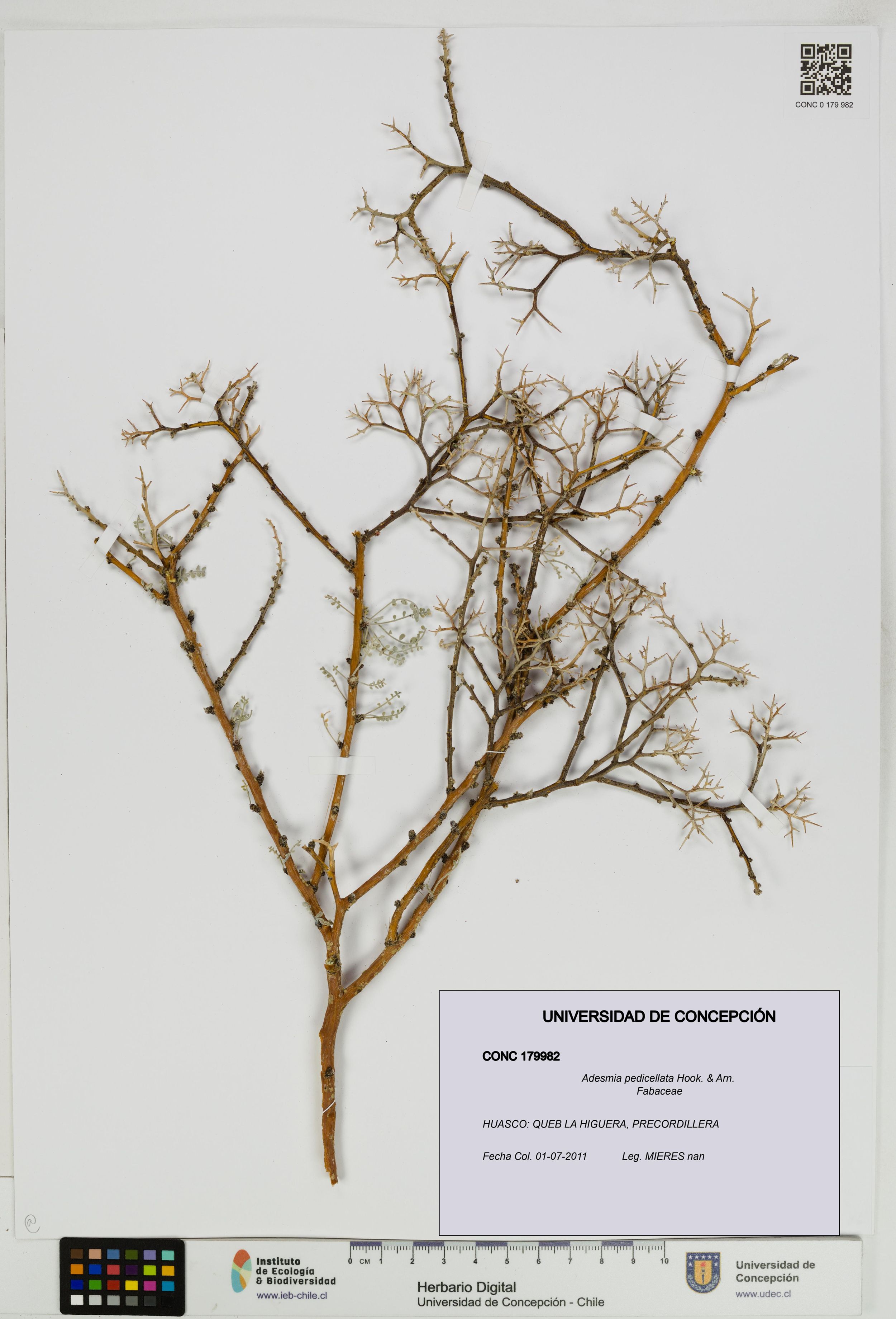 Adesmia pedicellata [Espécimen: ]