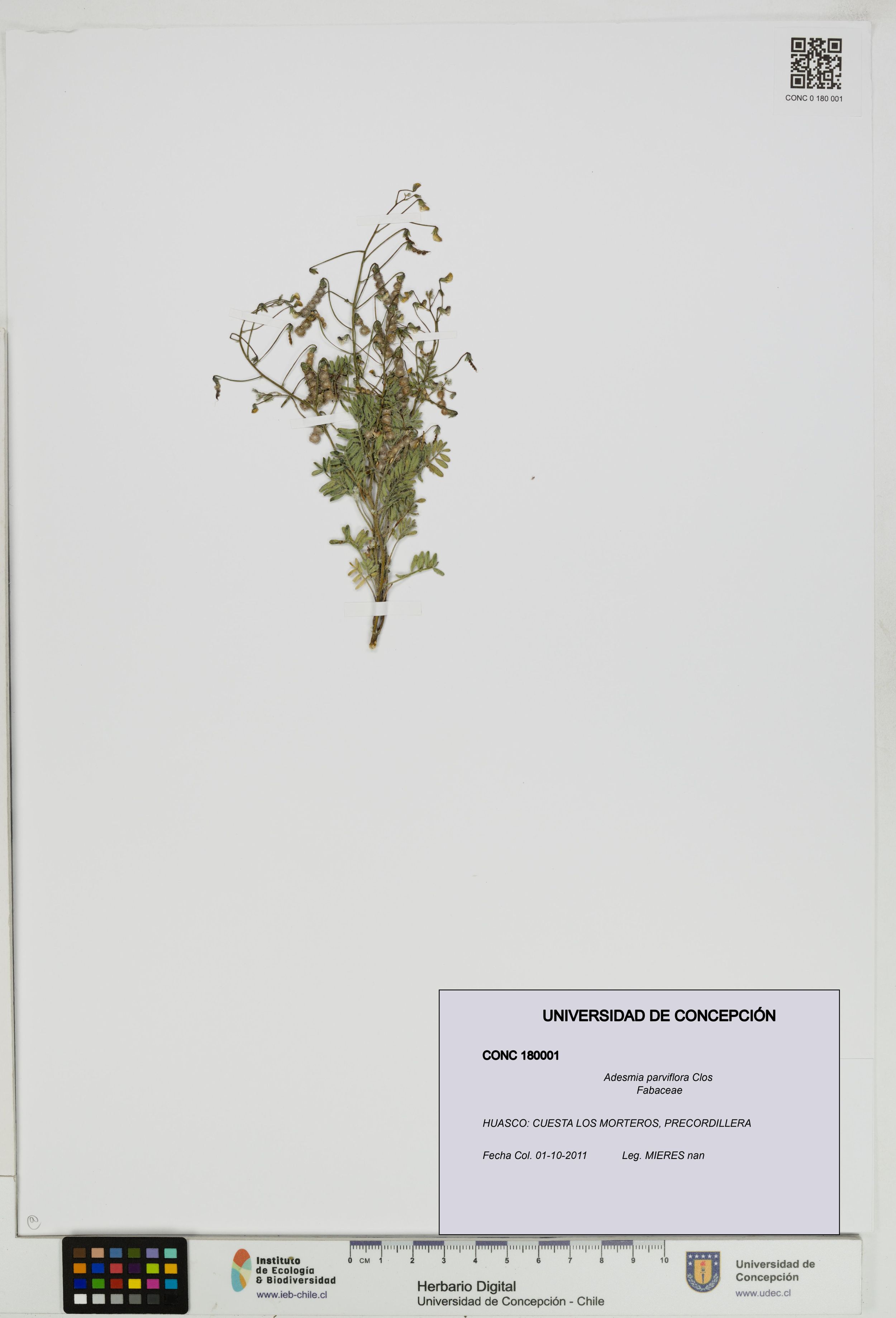 Adesmia parviflora [Espécimen: ]