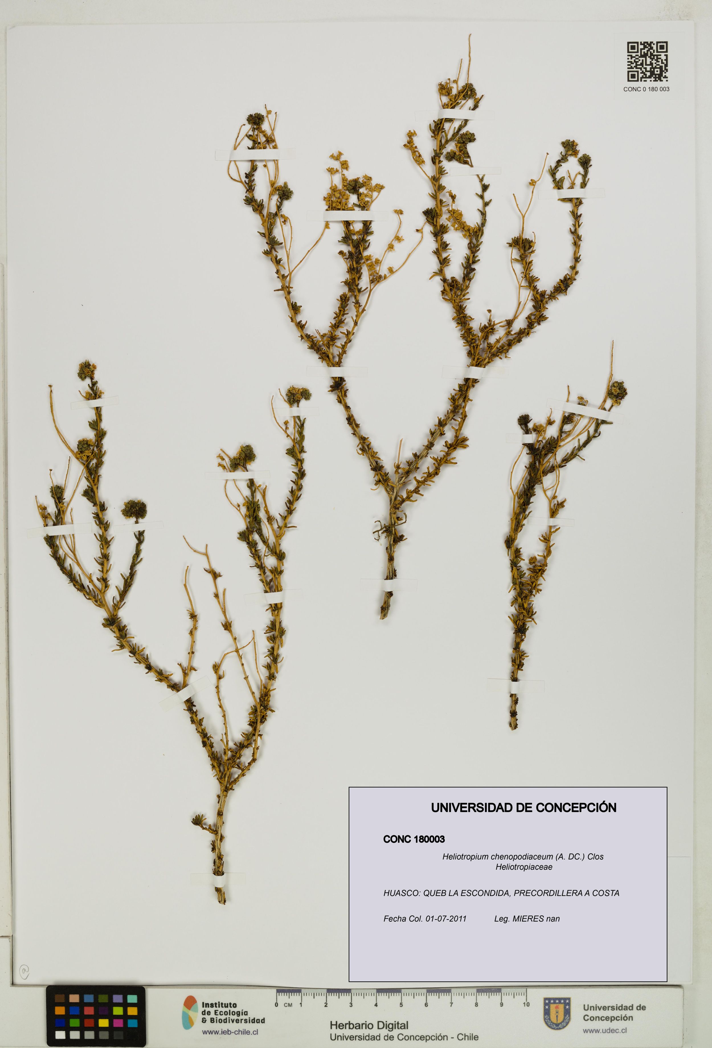 Heliotropium chenopodiaceum [Espécimen: ]