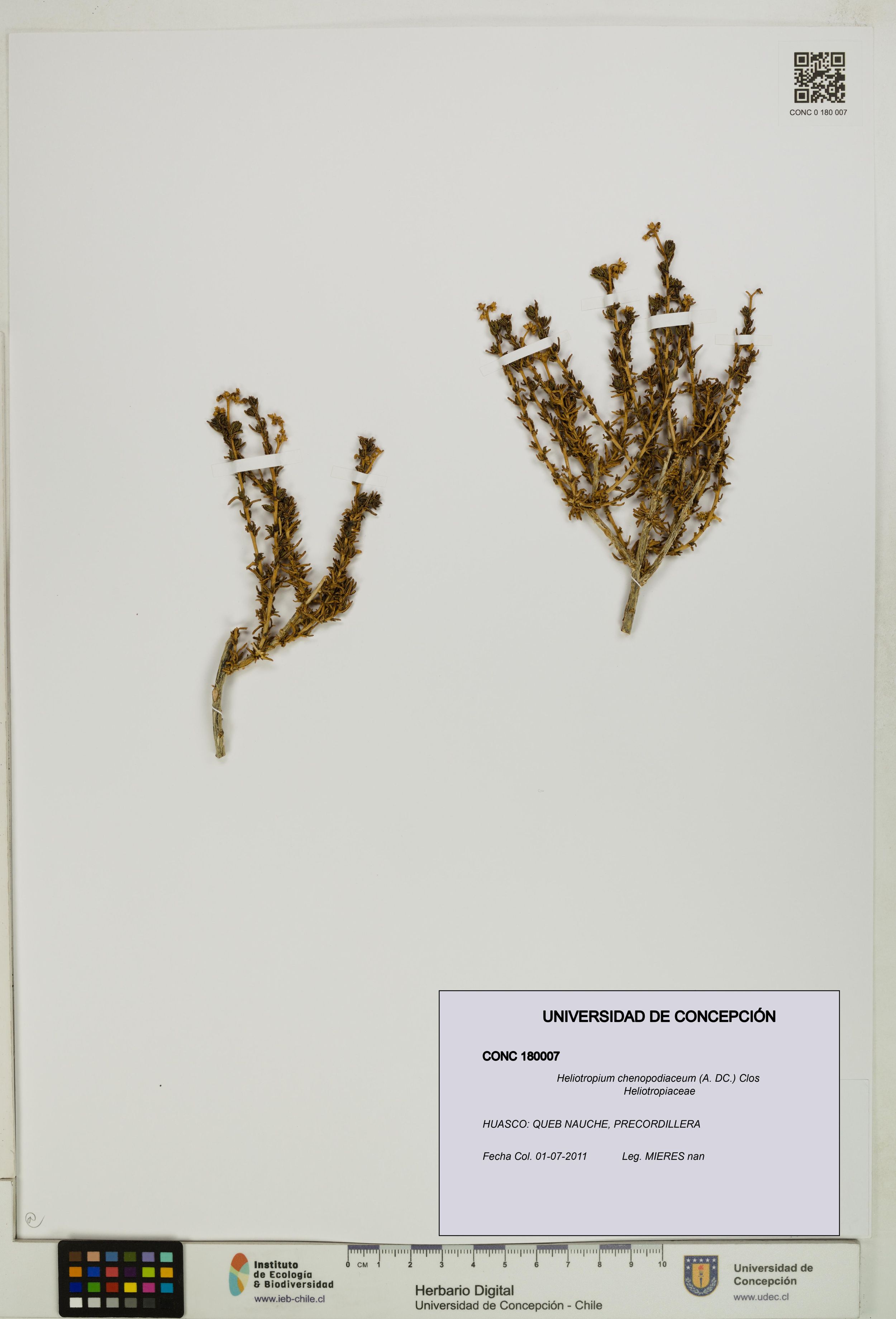 Heliotropium chenopodiaceum [Espécimen: ]