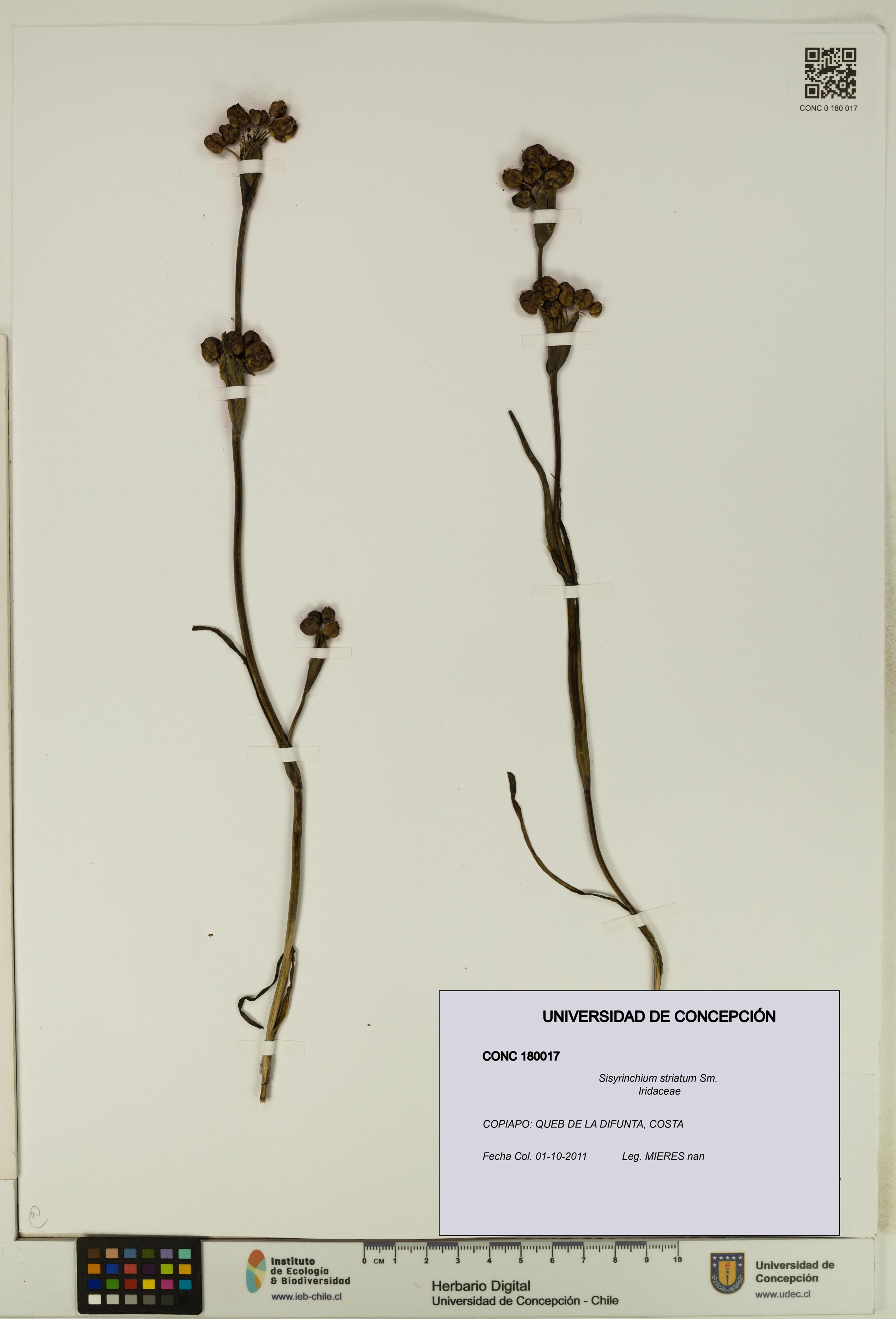 Sisyrinchium striatum [Espécimen: ]