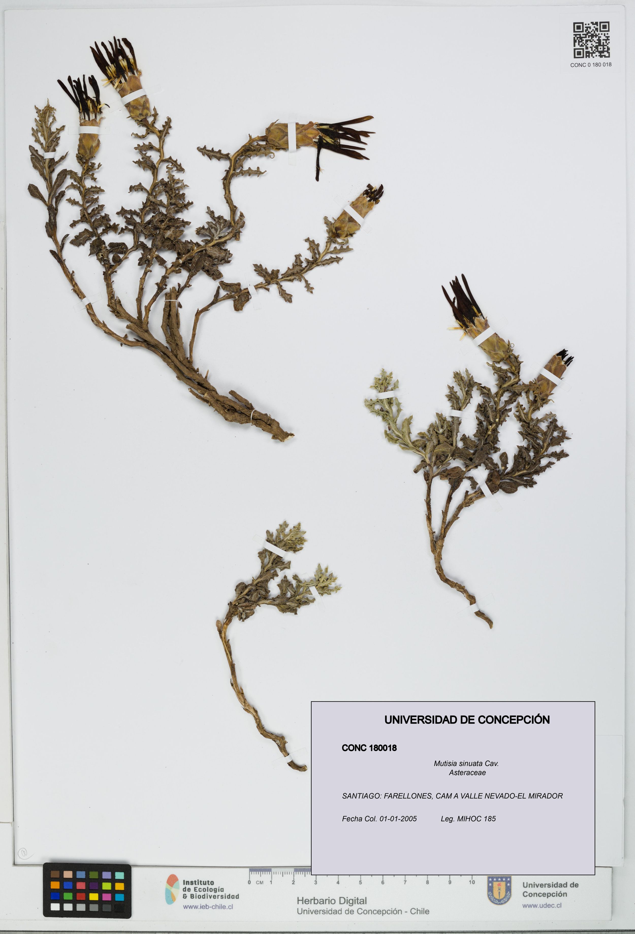 Mutisia sinuata [Espécimen: ]