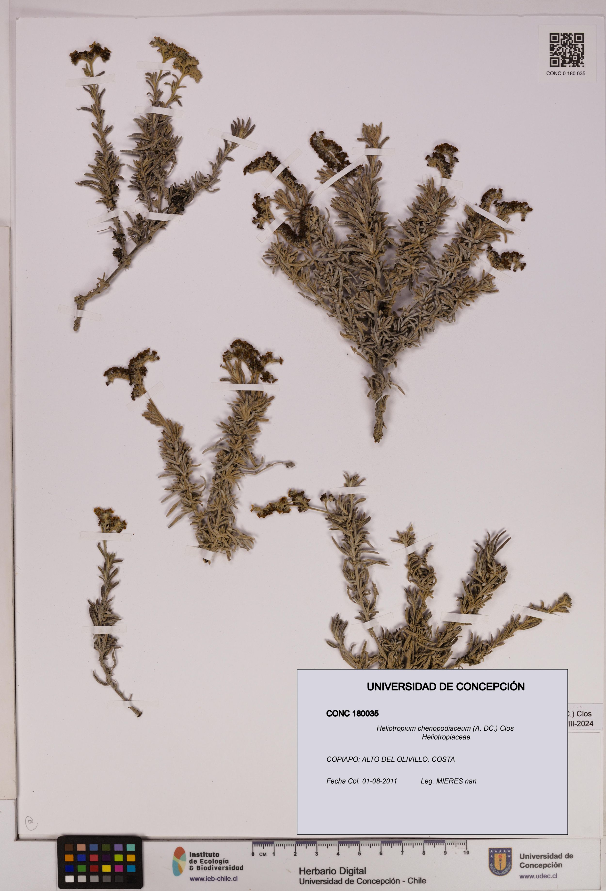 Heliotropium chenopodiaceum [Espécimen: ]