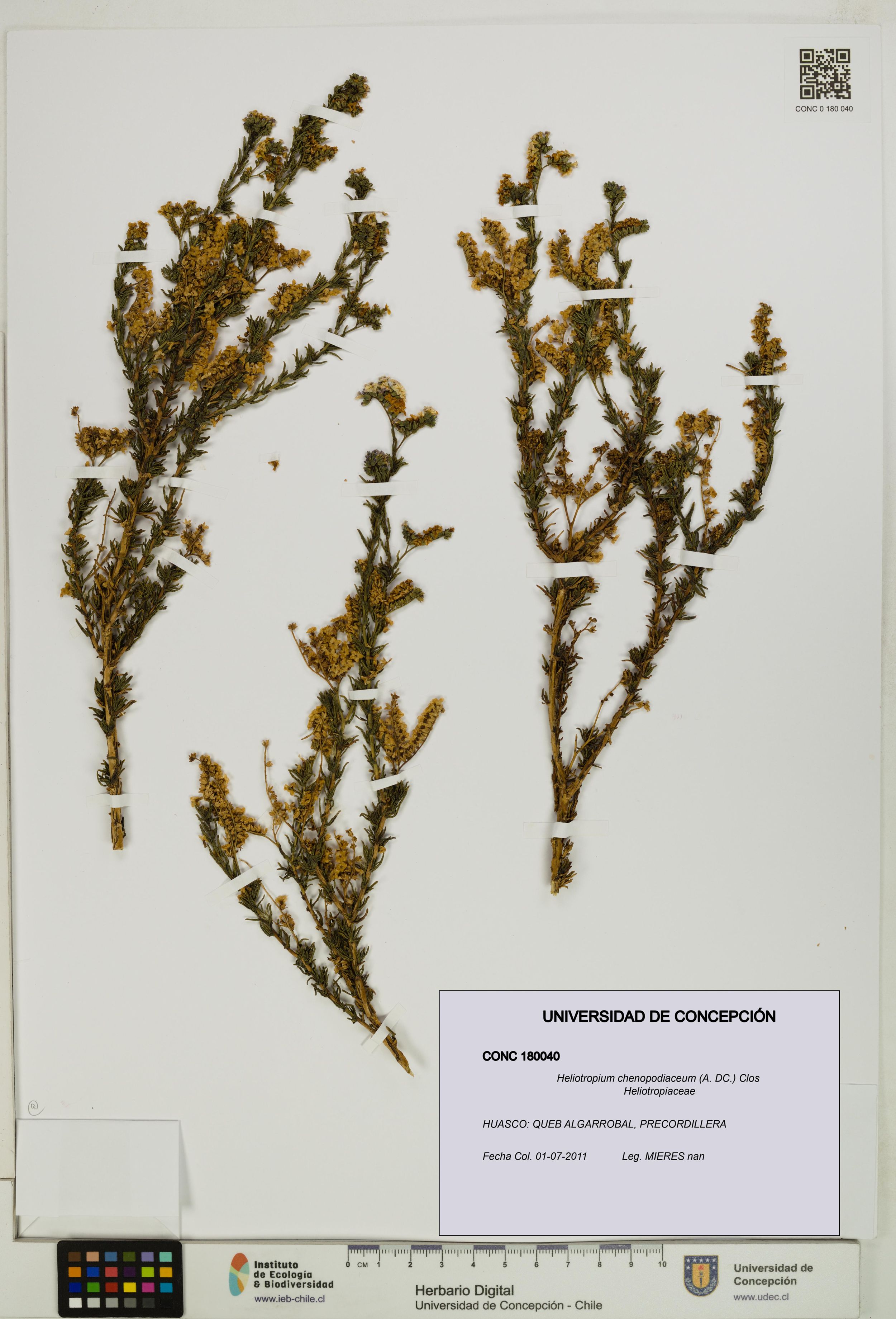 Heliotropium chenopodiaceum [Espécimen: ]
