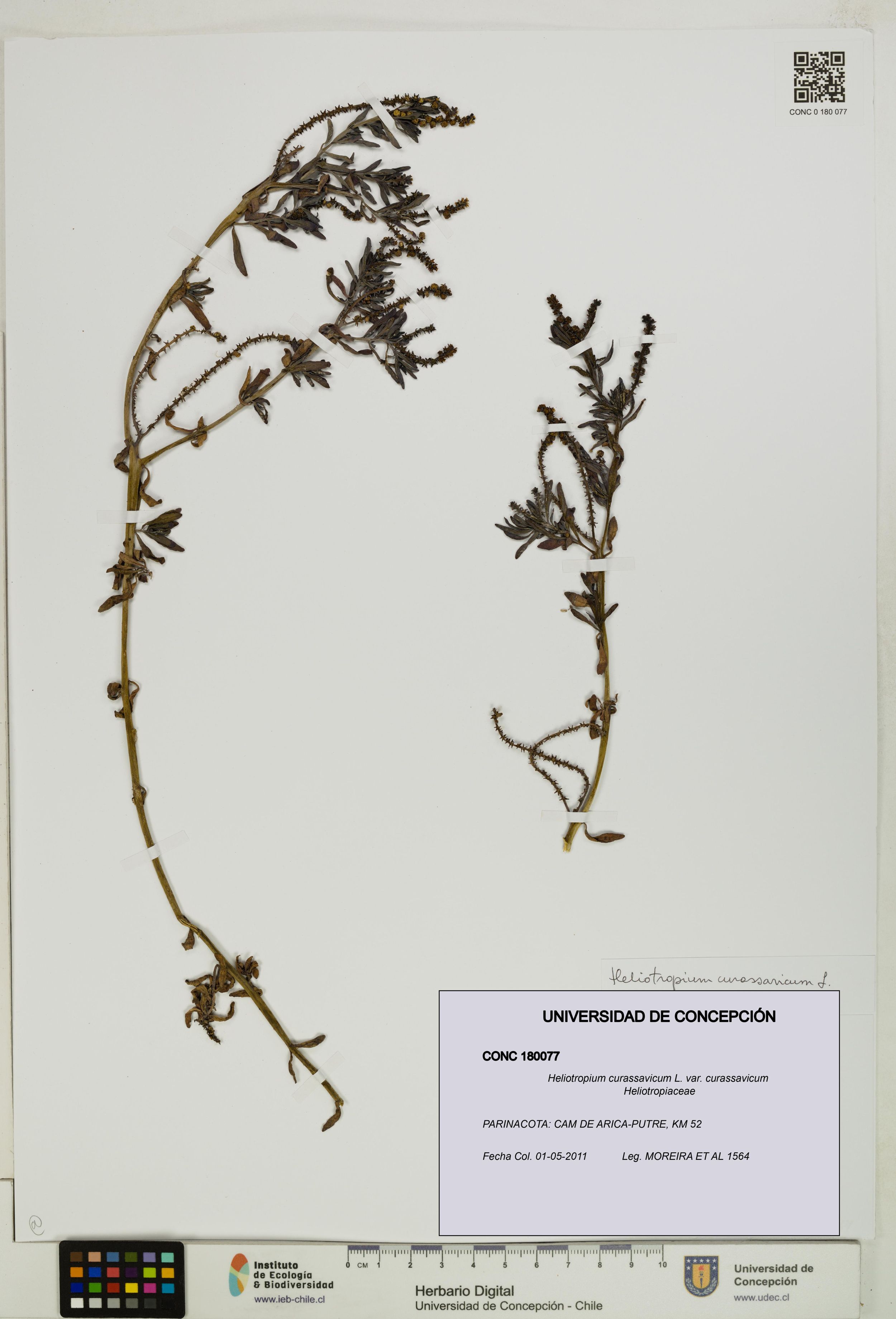 Heliotropium curassavicum var. curassavicum [Espécimen: ]