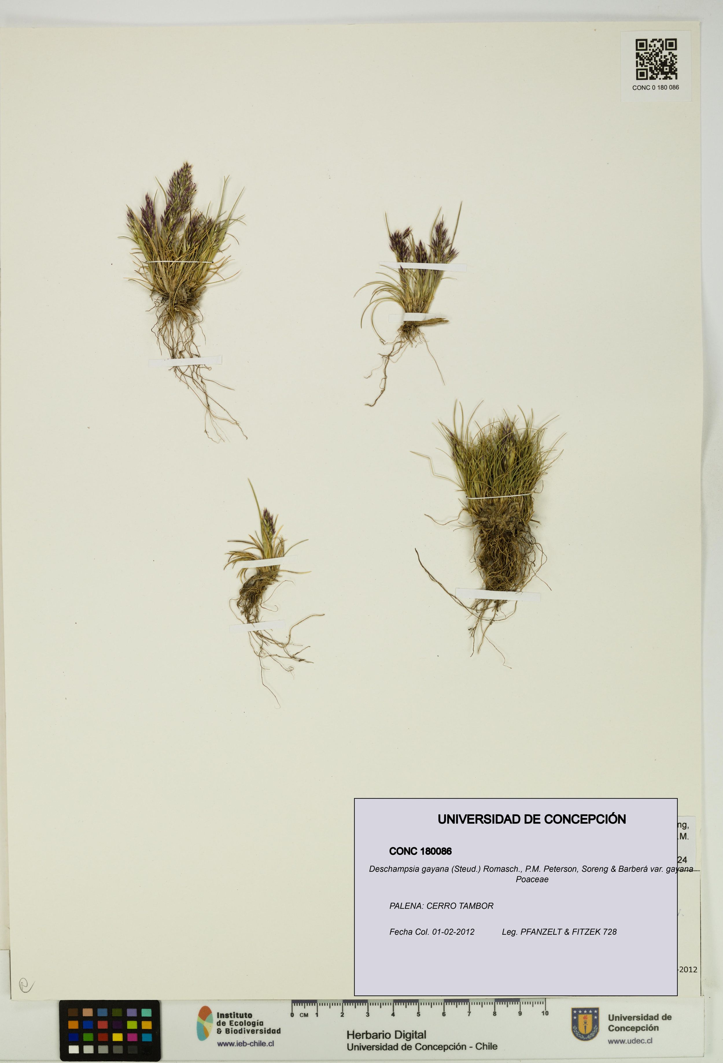 Deschampsia gayana var. gayana [Espécimen: ]