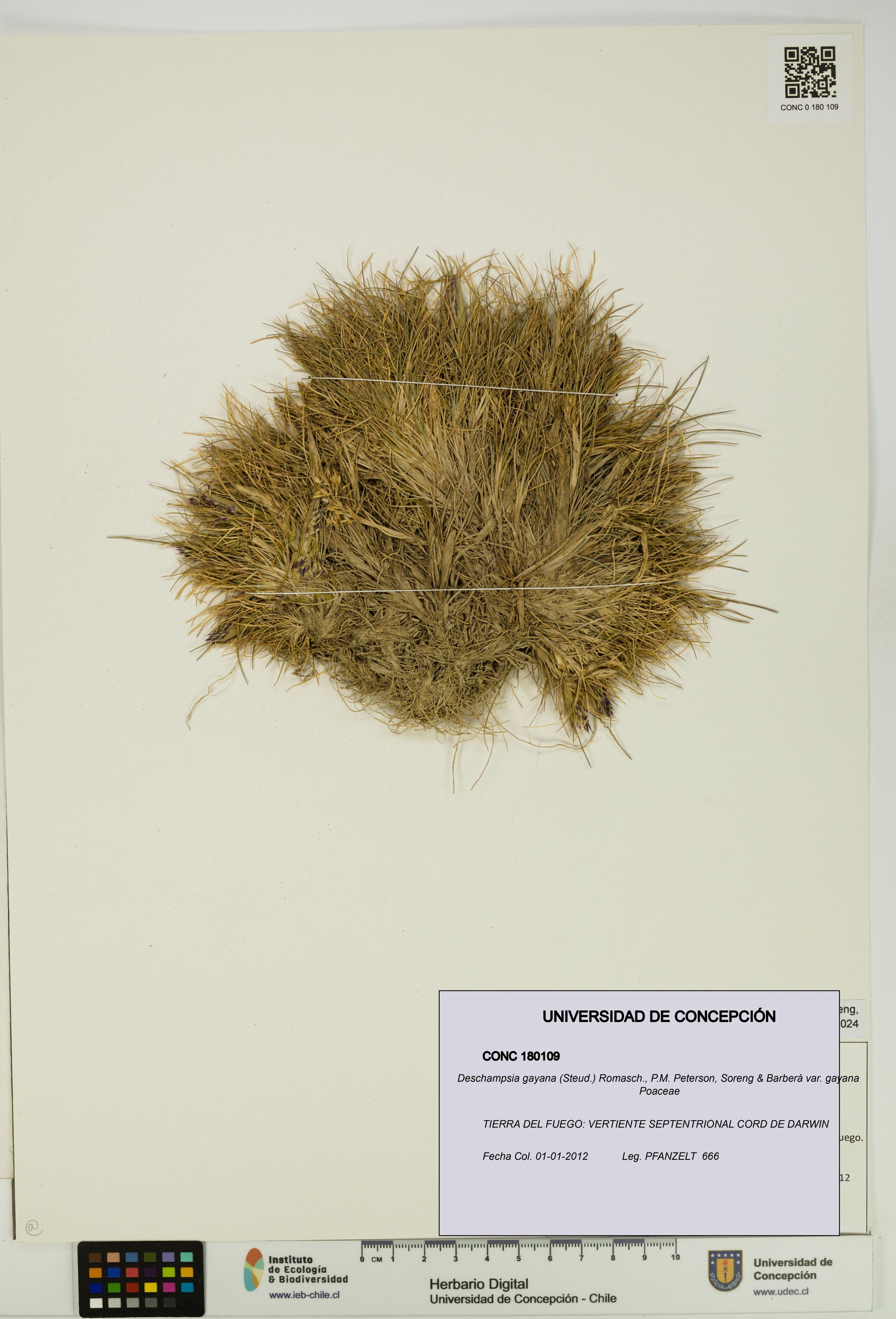 Deschampsia gayana var. gayana [Espécimen: ]