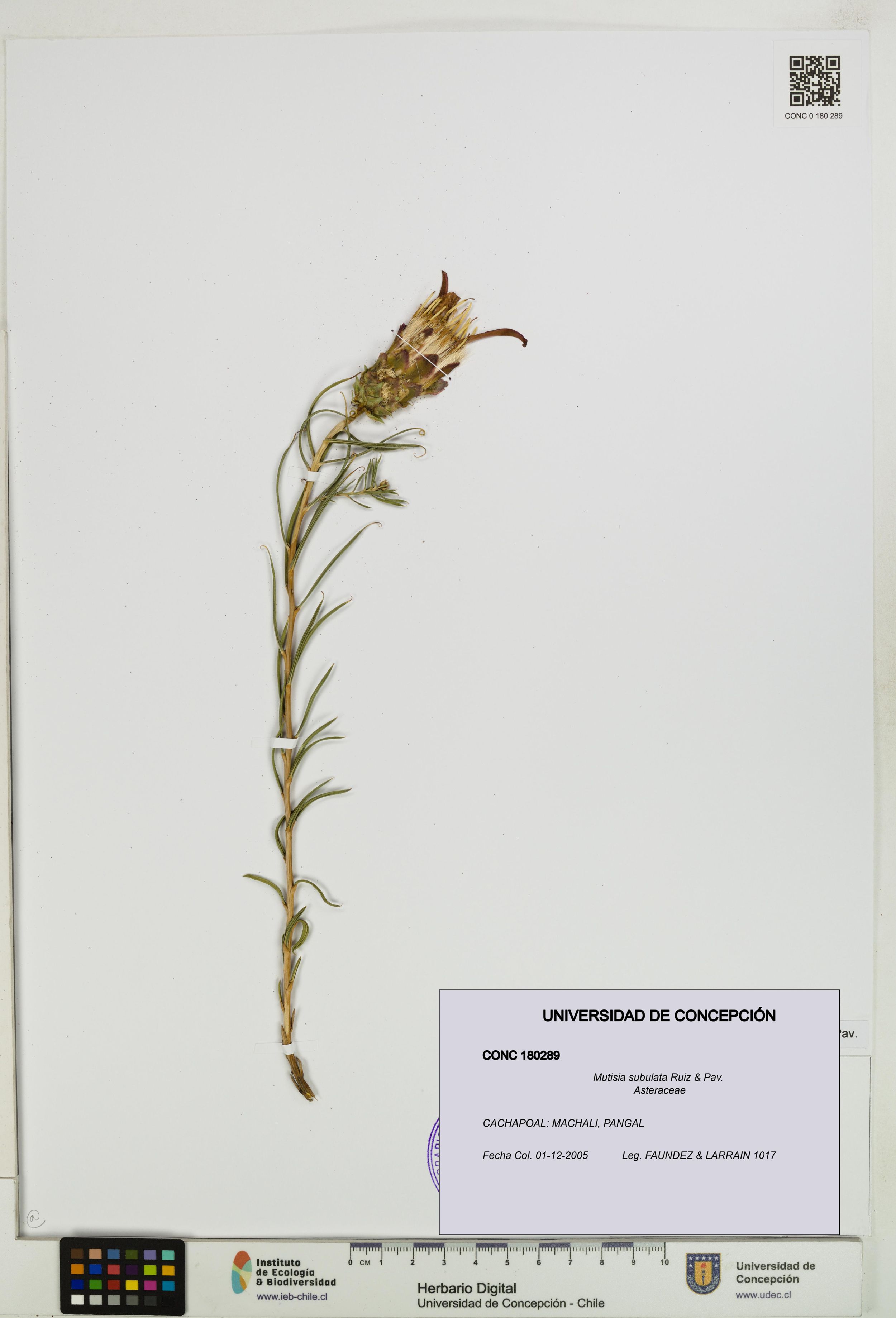 Mutisia subulata [Espécimen: ]