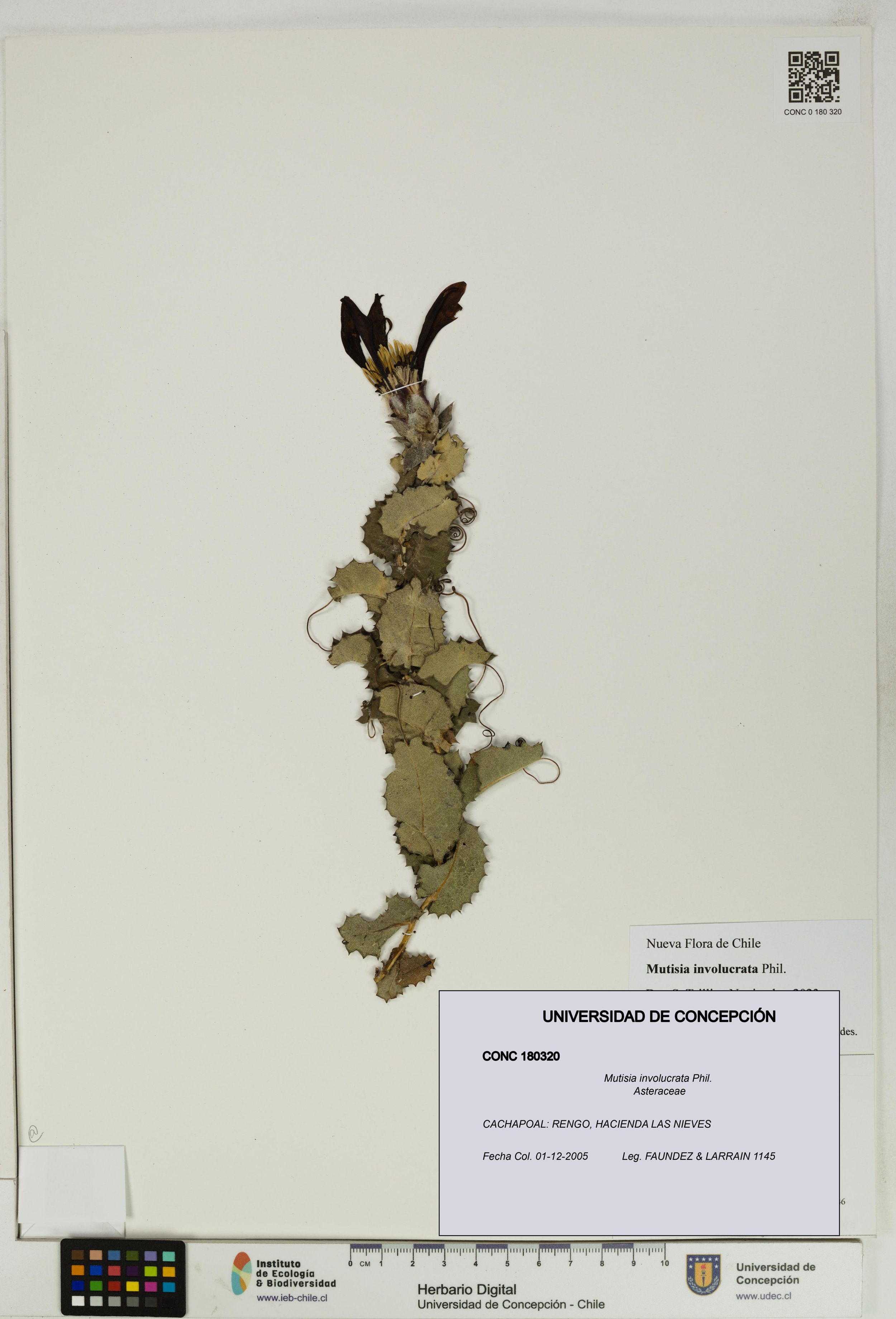 Mutisia involucrata [Espécimen: ]