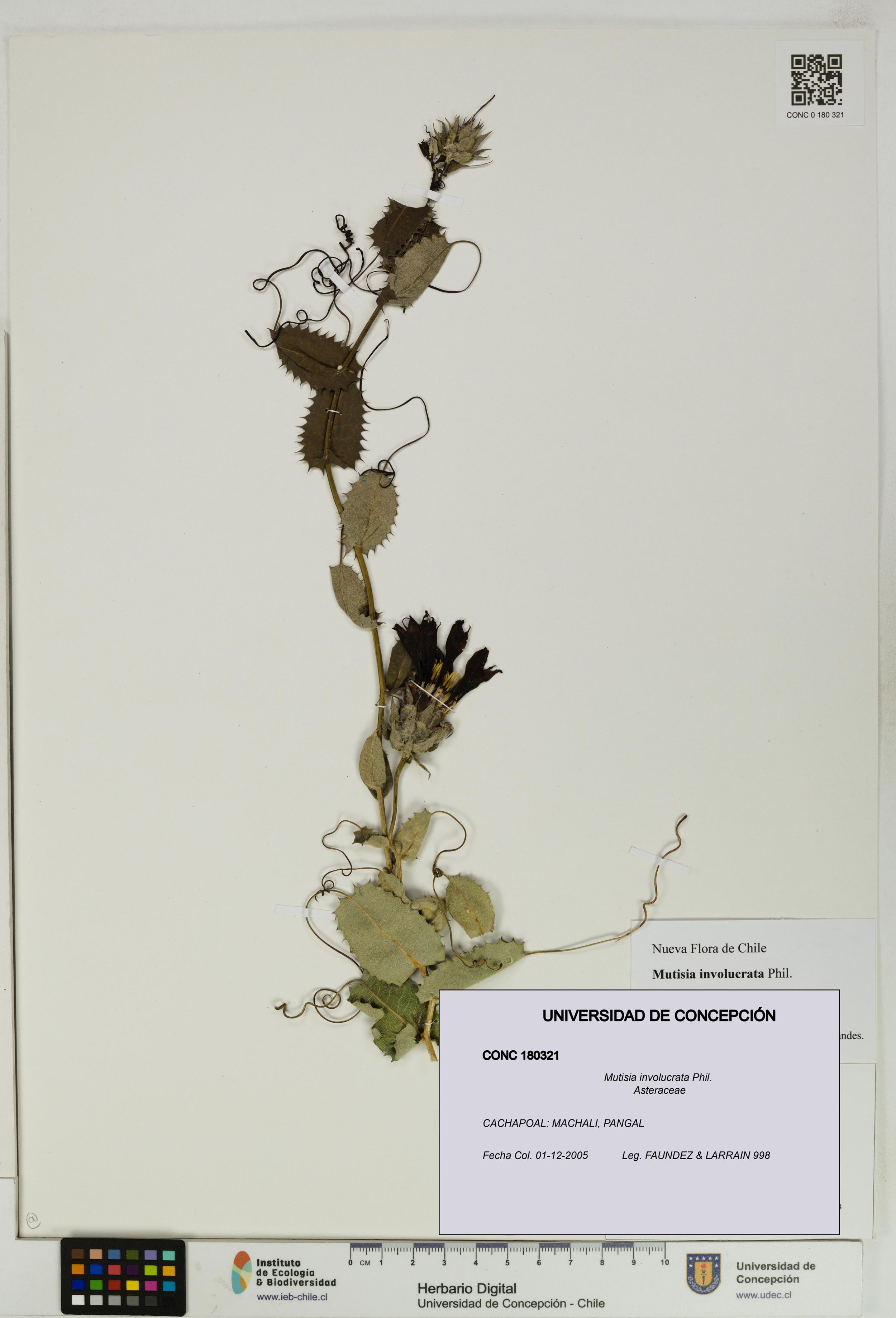 Mutisia involucrata [Espécimen: ]