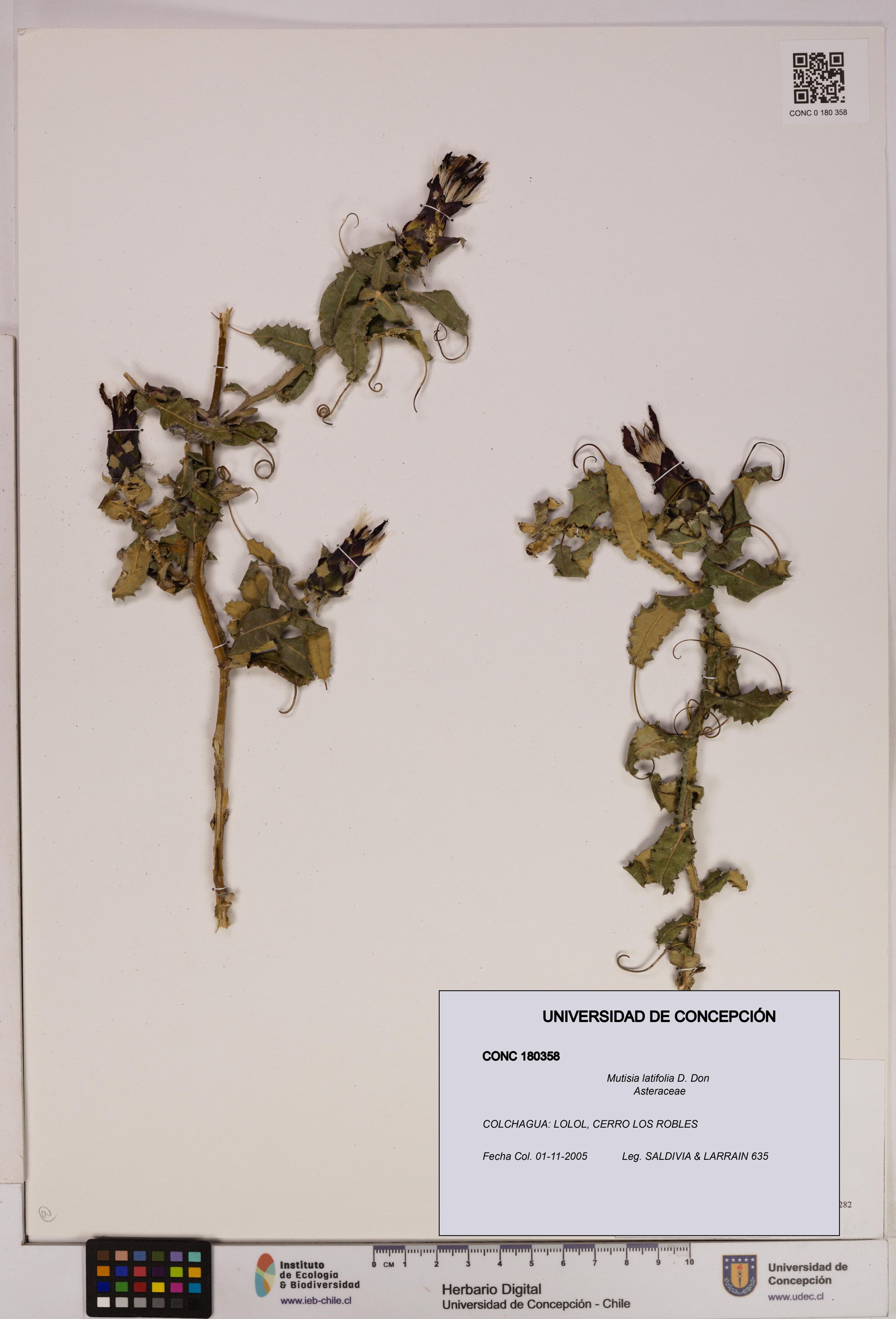 Mutisia latifolia [Espécimen: ]