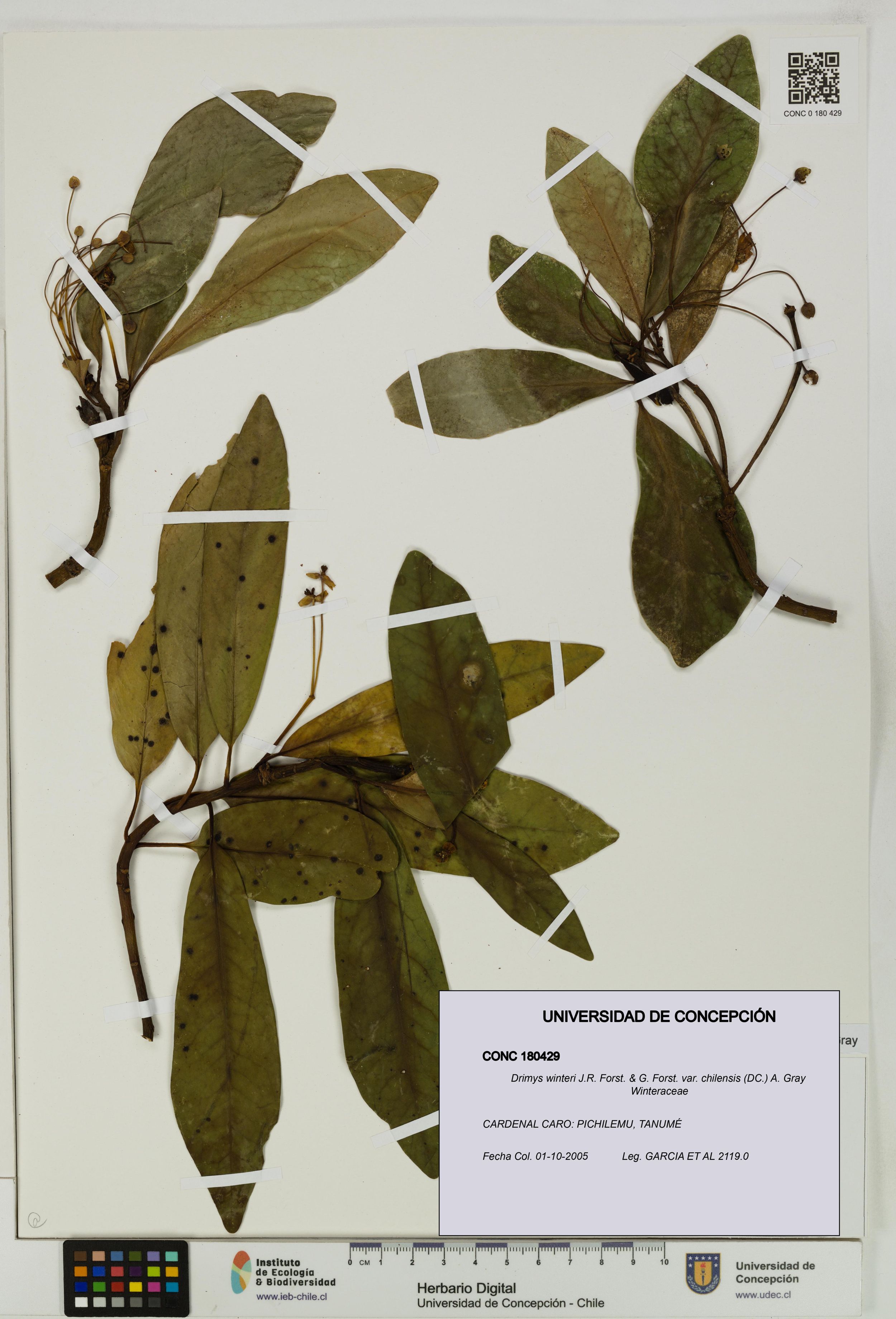 Drimys winteri var. chilensis [Espécimen: ]