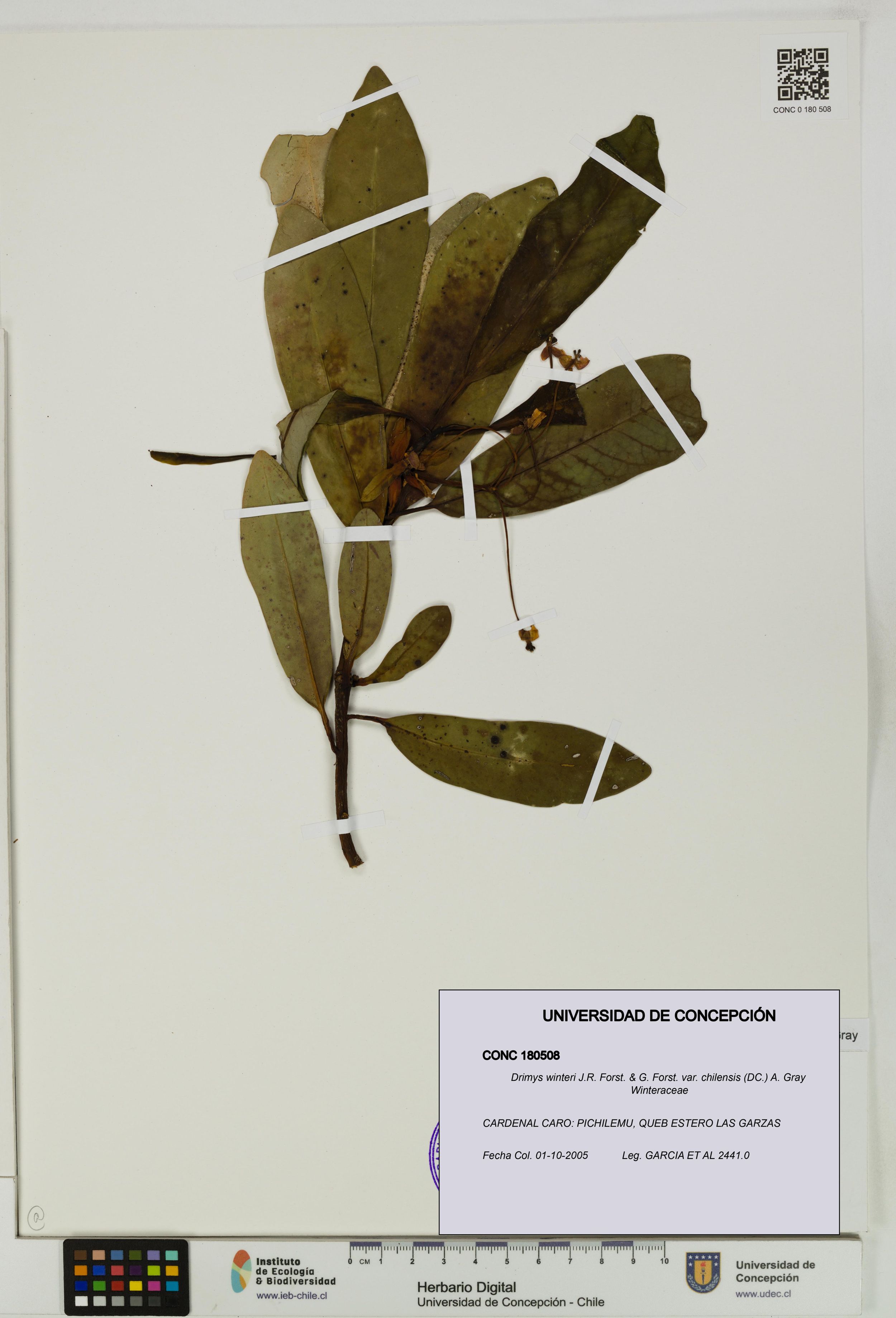 Drimys winteri var. chilensis [Espécimen: ]