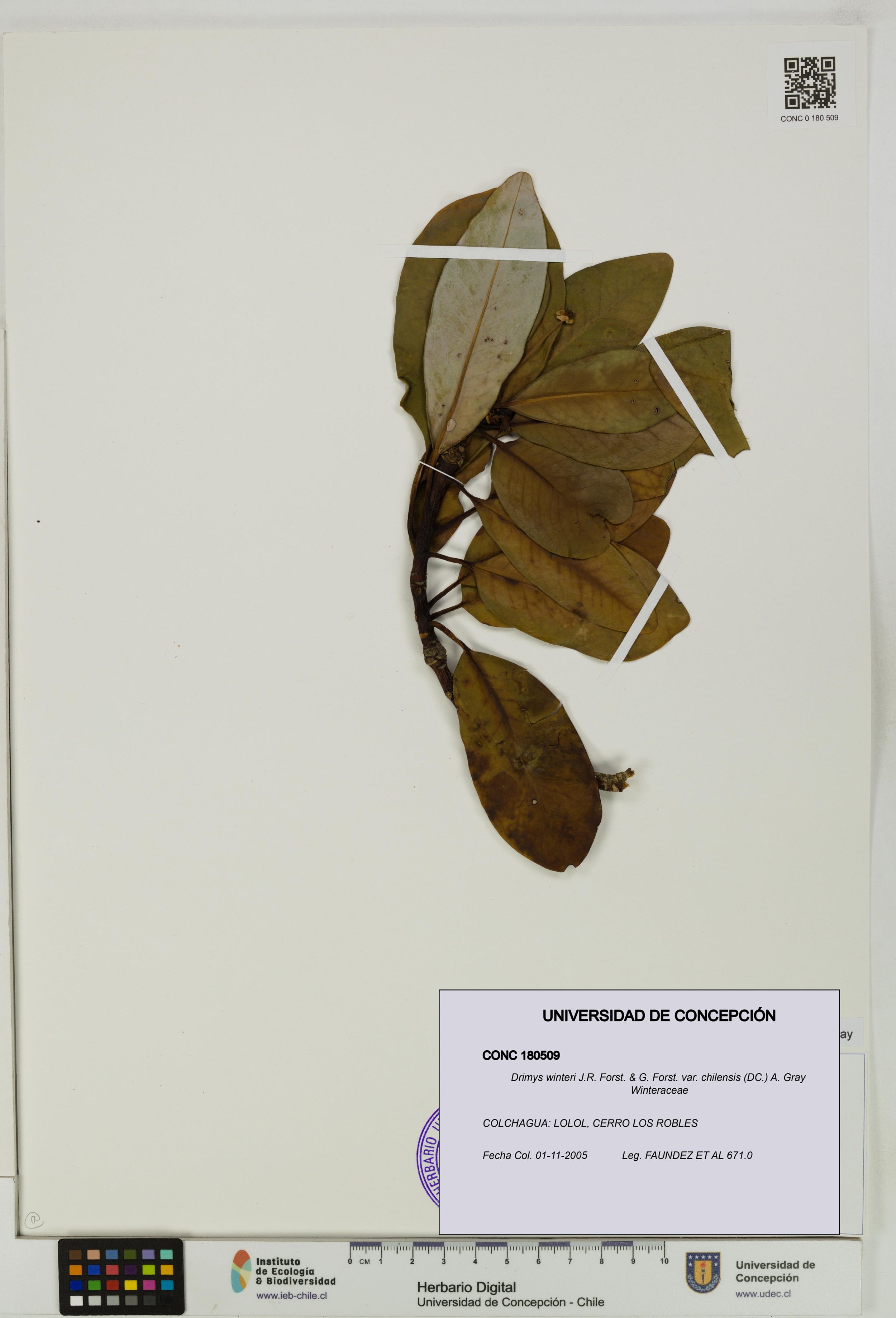 Drimys winteri var. chilensis [Espécimen: ]