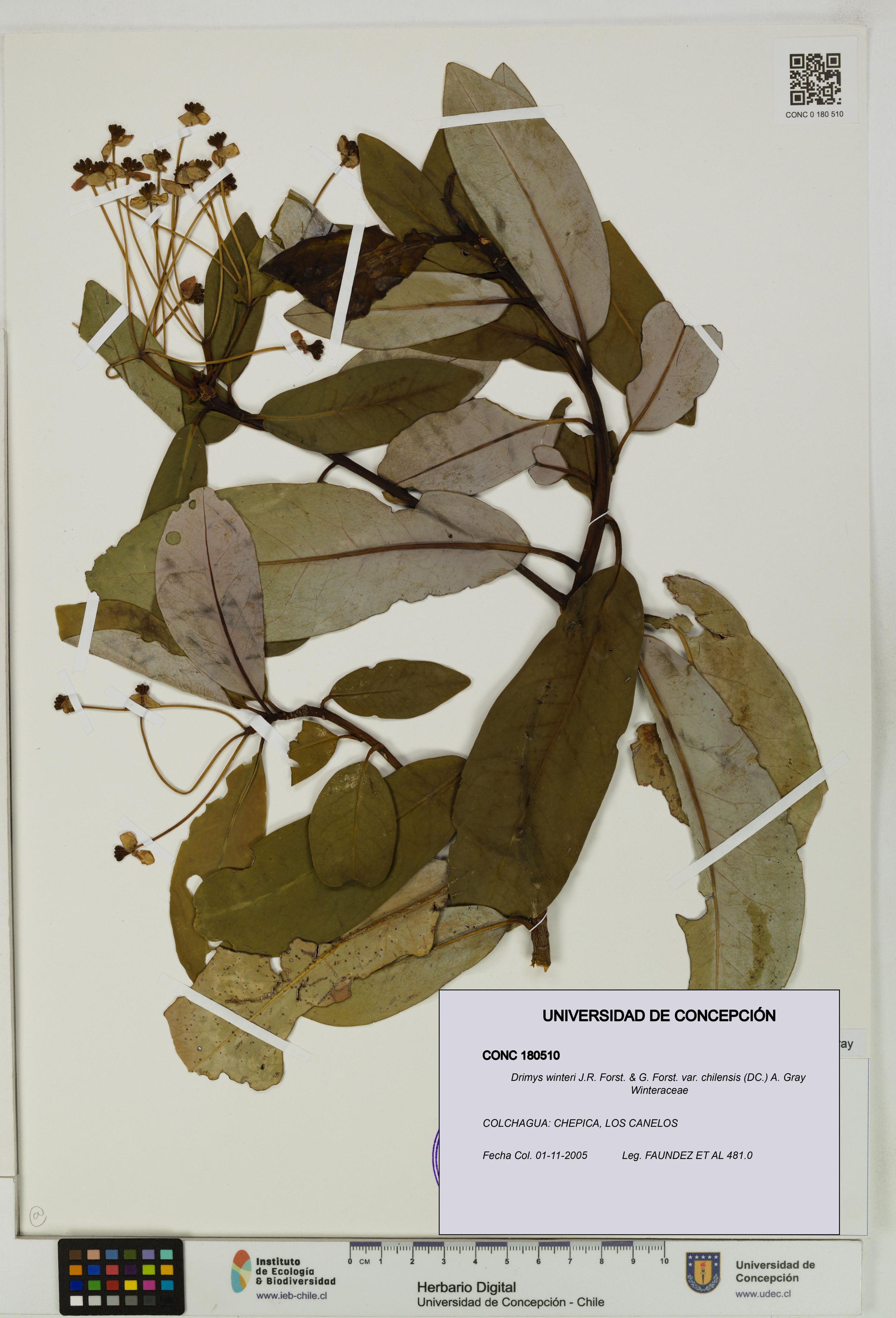 Drimys winteri var. chilensis [Espécimen: ]