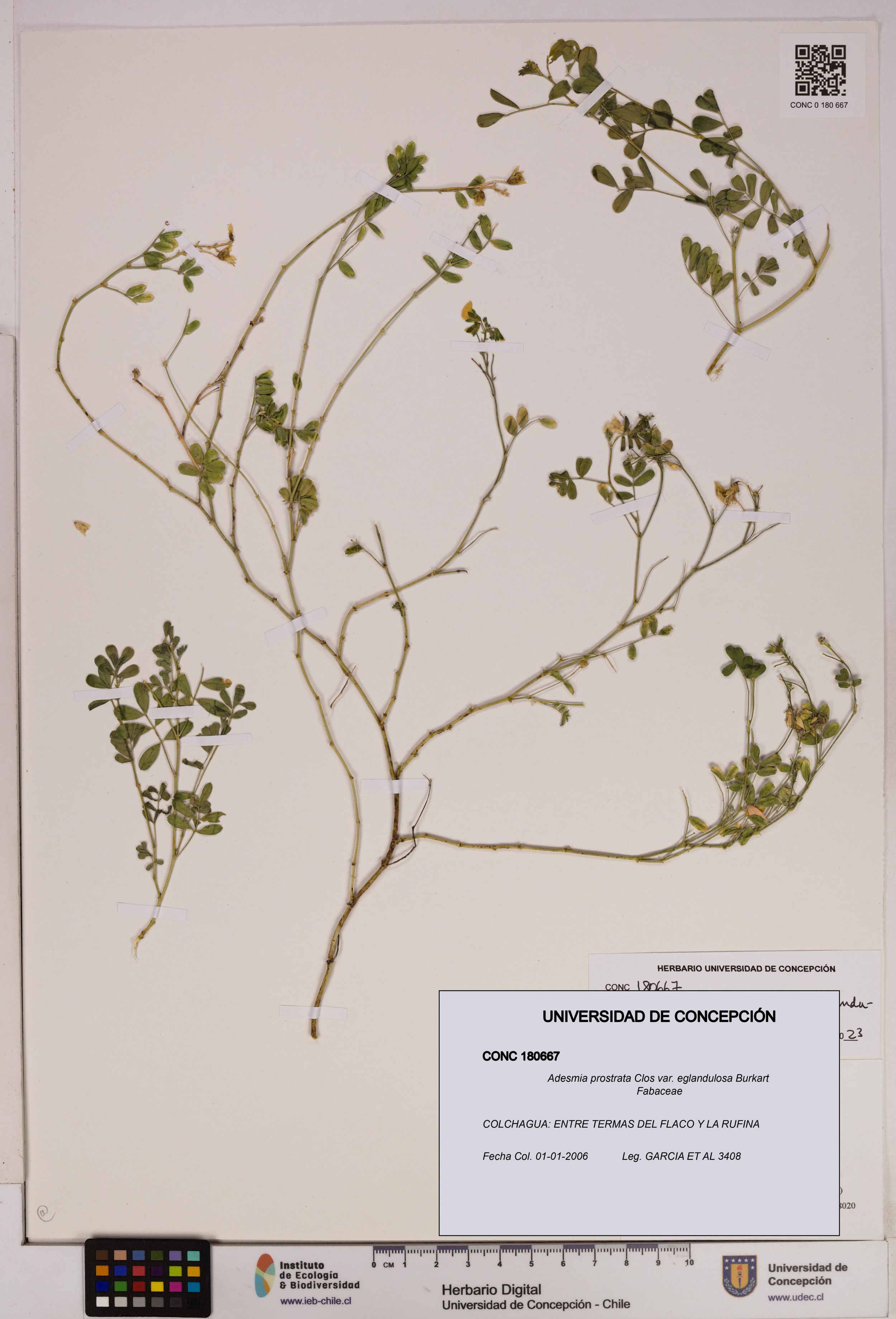 Adesmia prostrata var. eglandulosa [Espécimen: ]