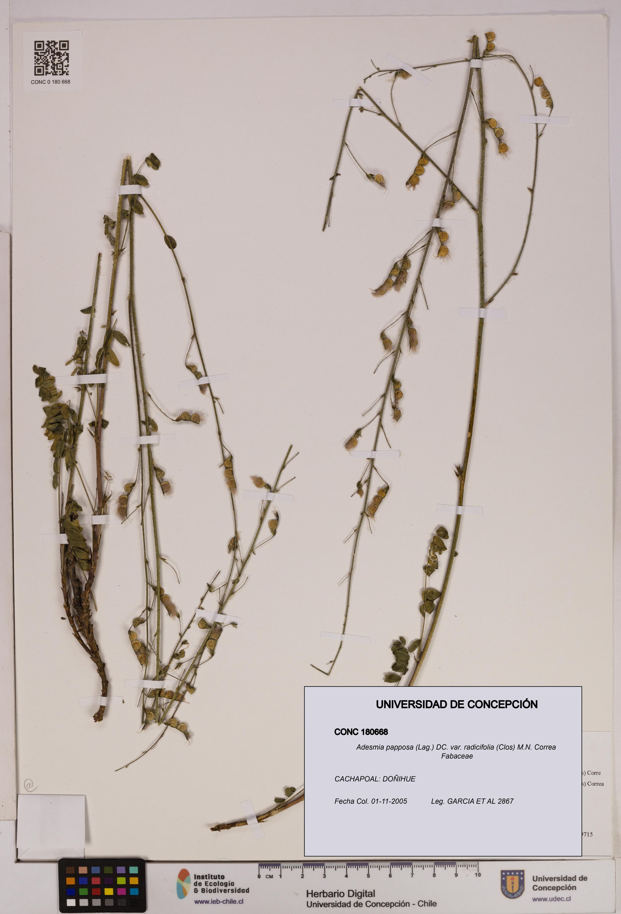 Adesmia papposa var. radicifolia [Espécimen: ]