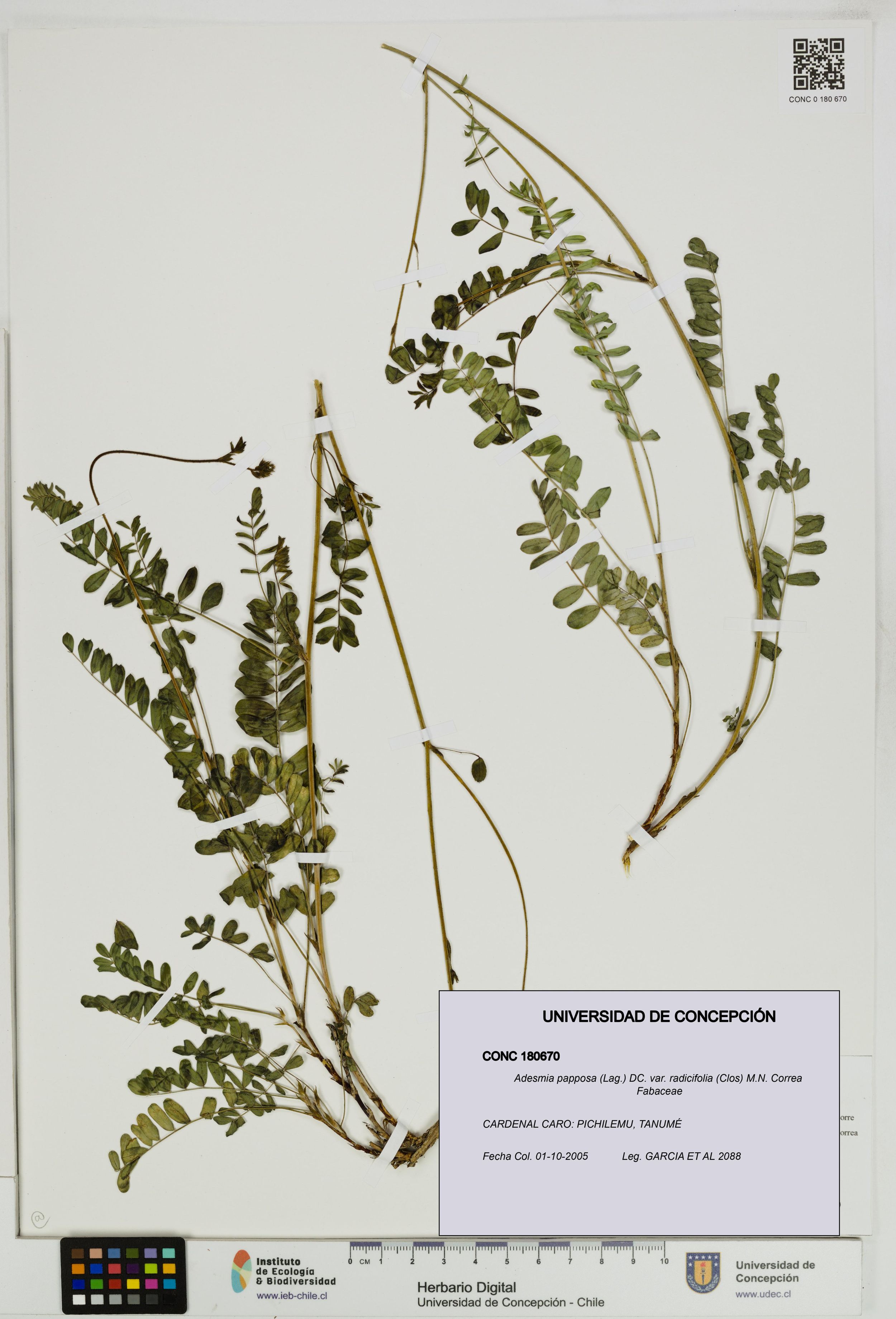 Adesmia papposa var. radicifolia [Espécimen: ]