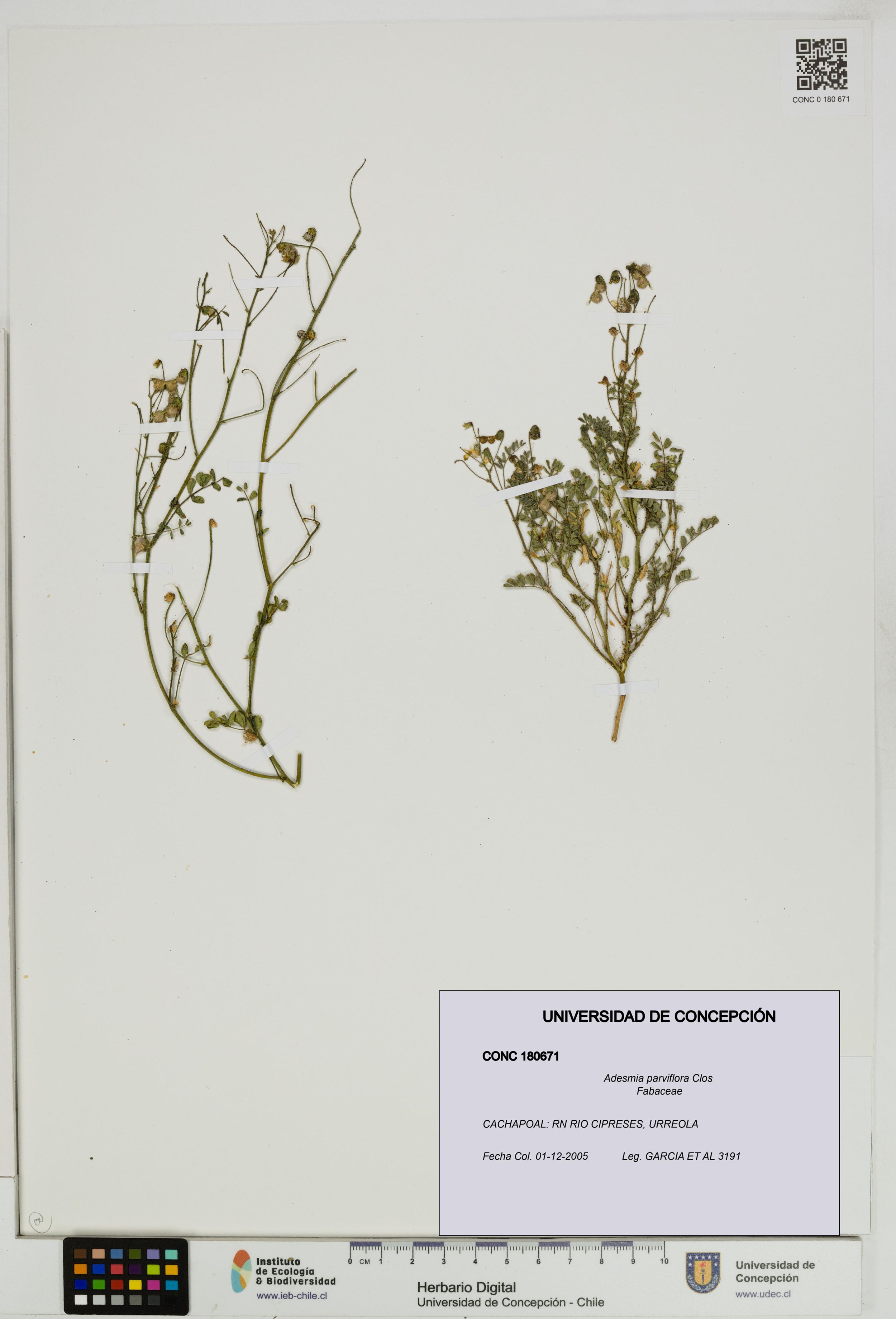 Adesmia parviflora [Espécimen: ]