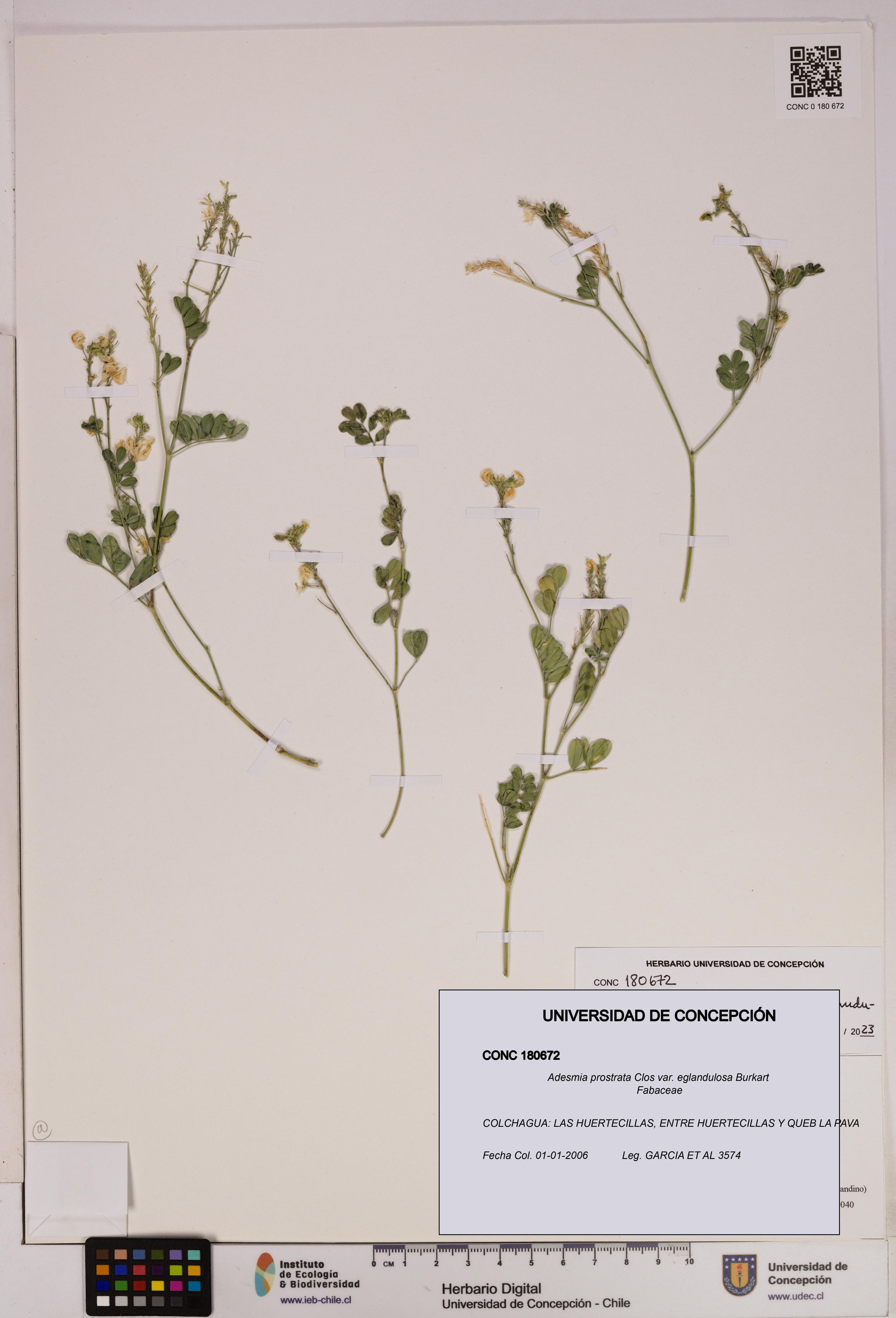 Adesmia prostrata var. eglandulosa [Espécimen: ]