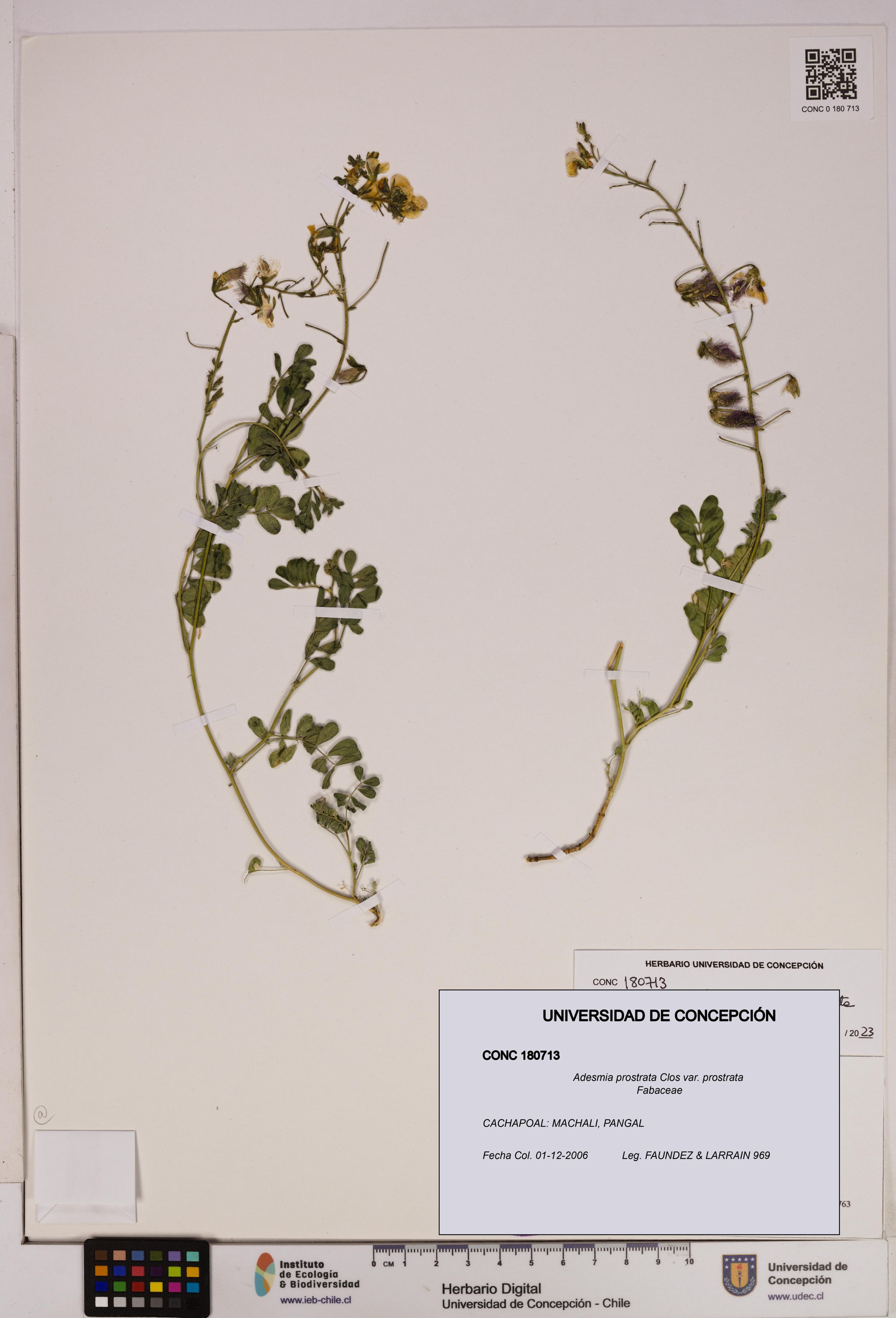 Adesmia prostrata var. prostrata [Espécimen: ]