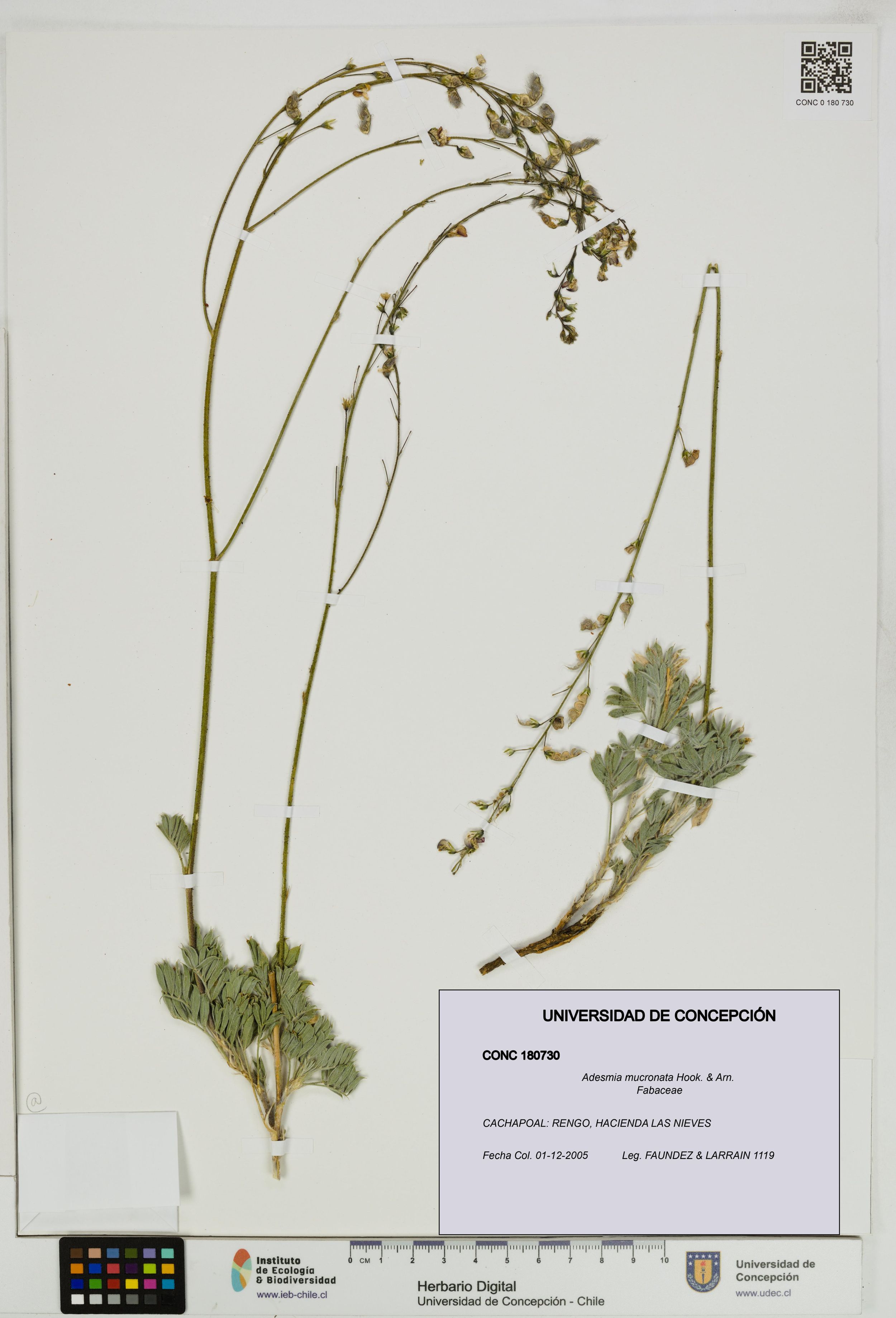 Adesmia mucronata [Espécimen: ]