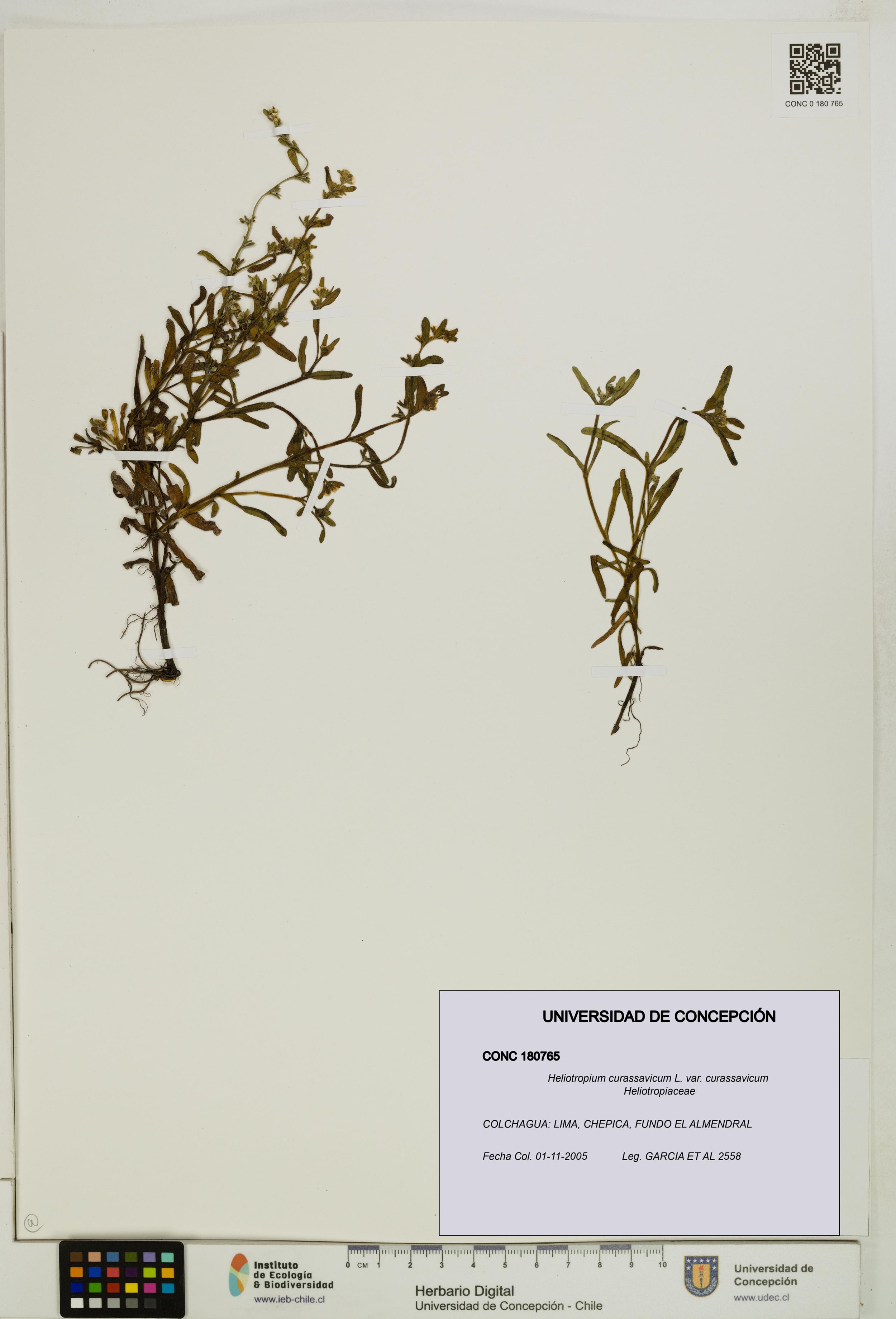 Heliotropium curassavicum var. curassavicum [Espécimen: ]