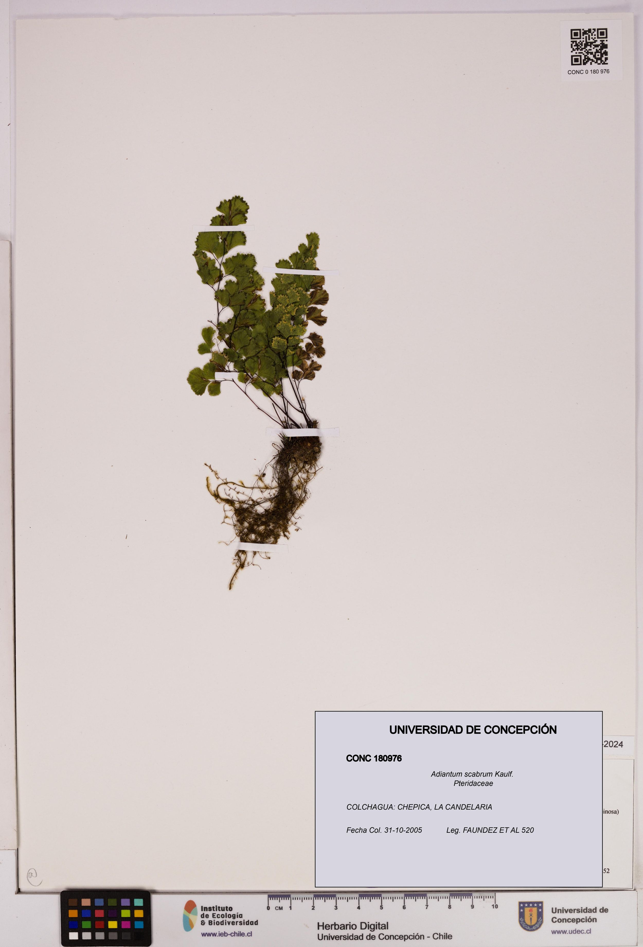 Adiantum scabrum [Espécimen: ]