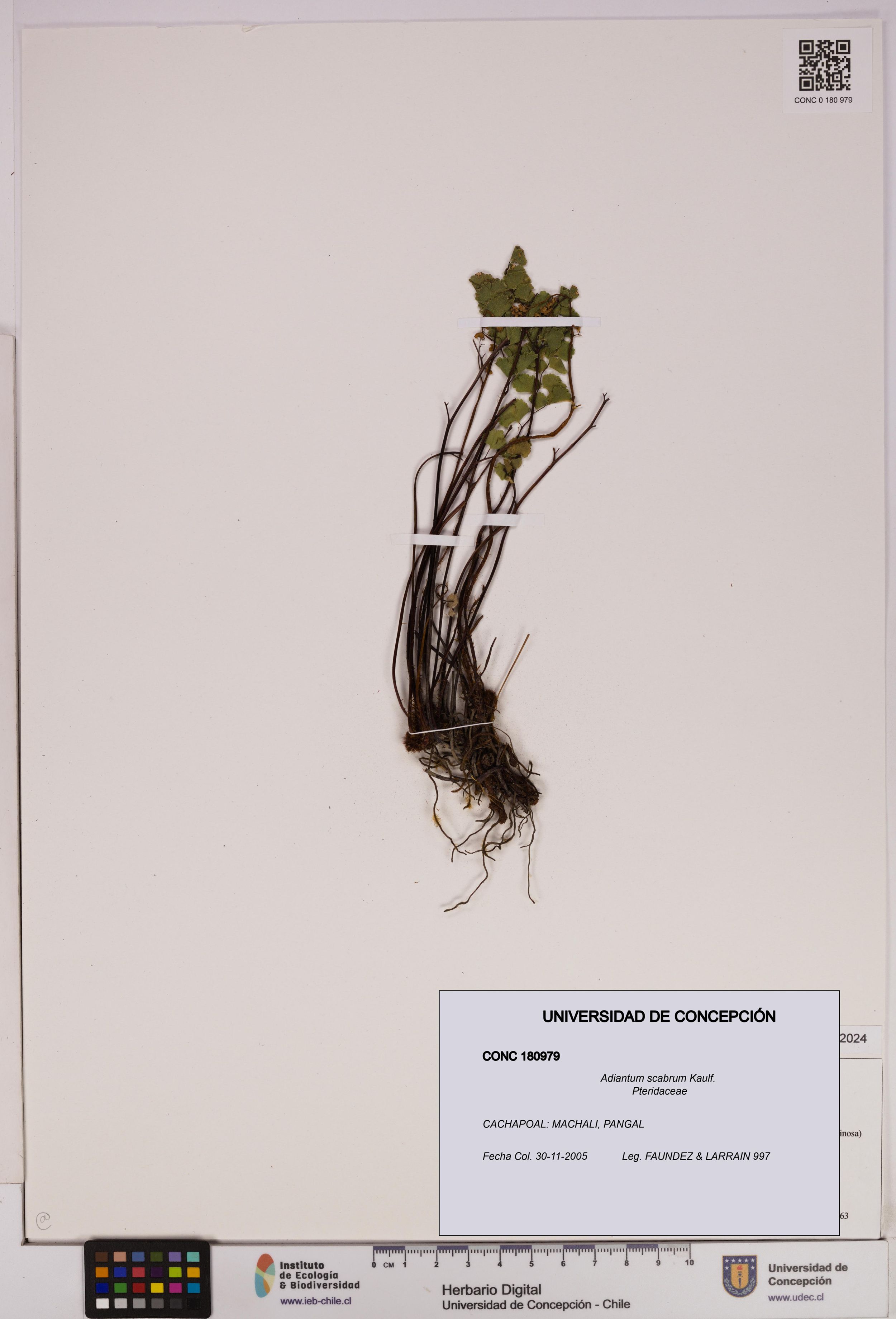 Adiantum scabrum [Espécimen: ]