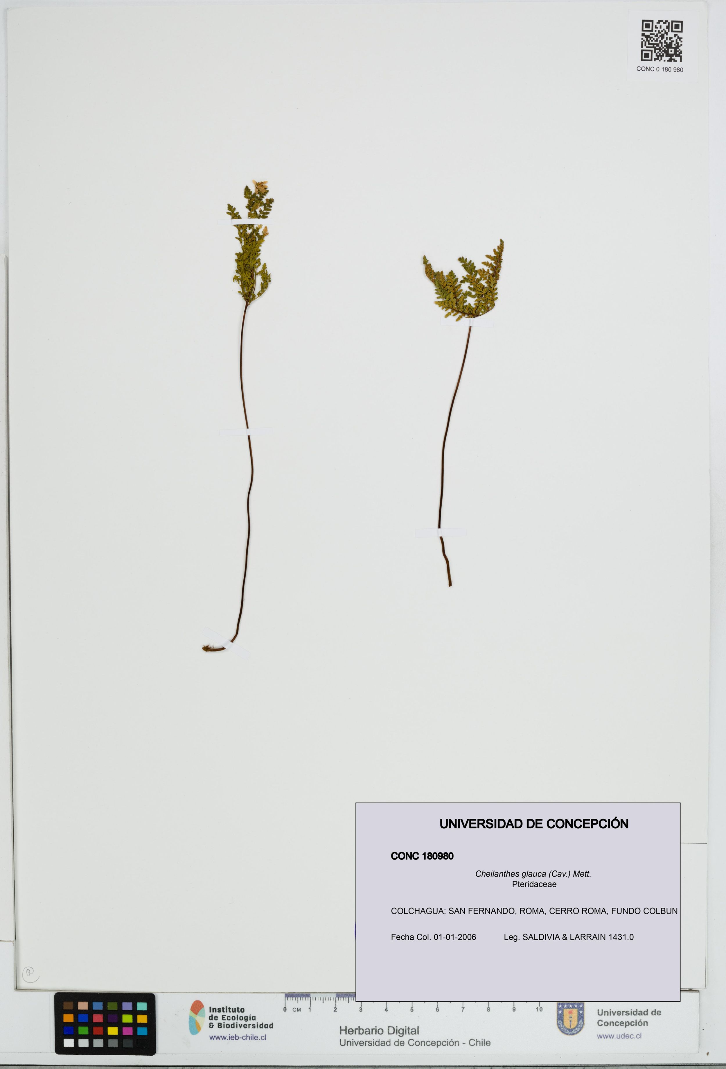 Cheilanthes glauca [Espécimen: ]