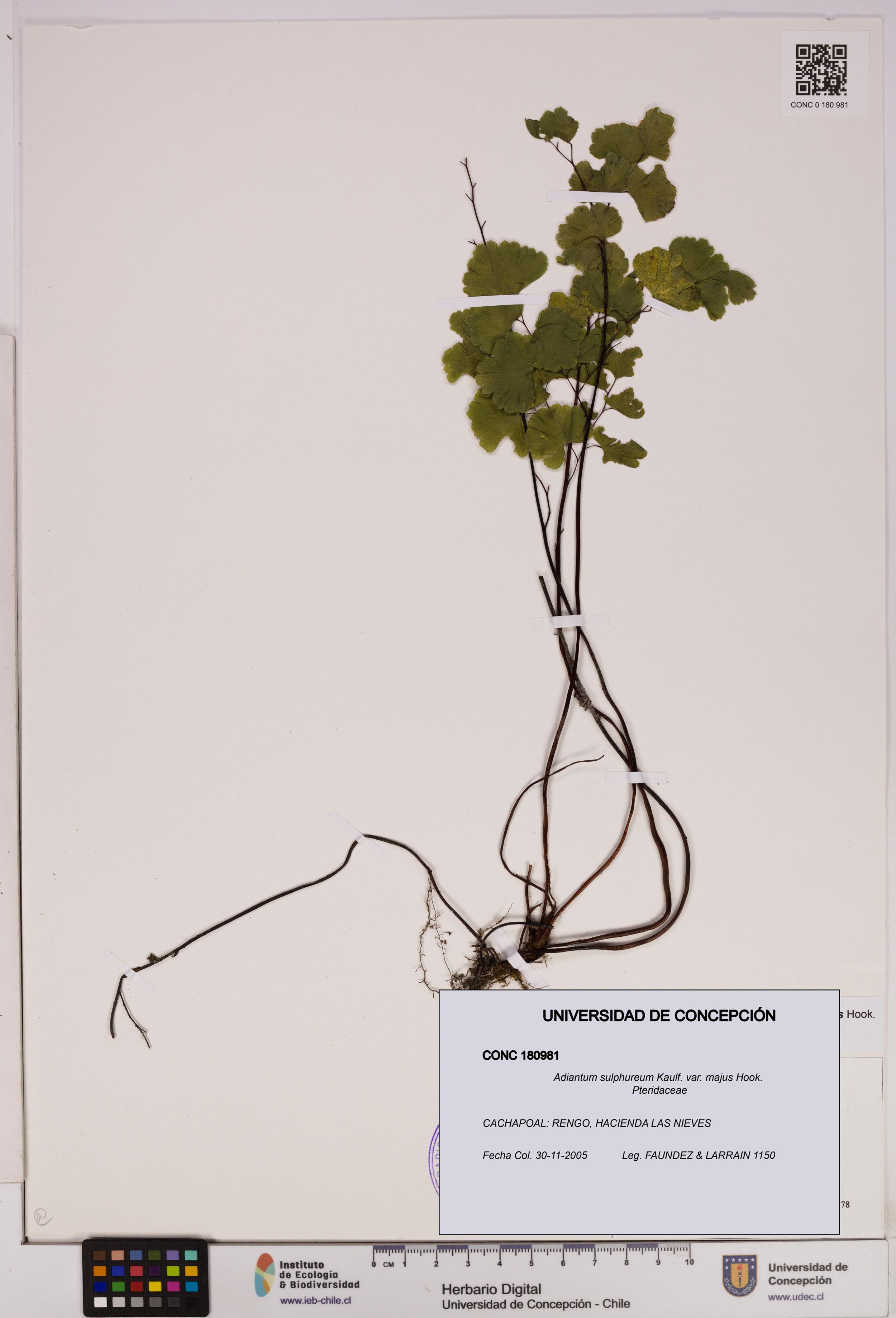 Adiantum sulphureum [Espécimen: ]