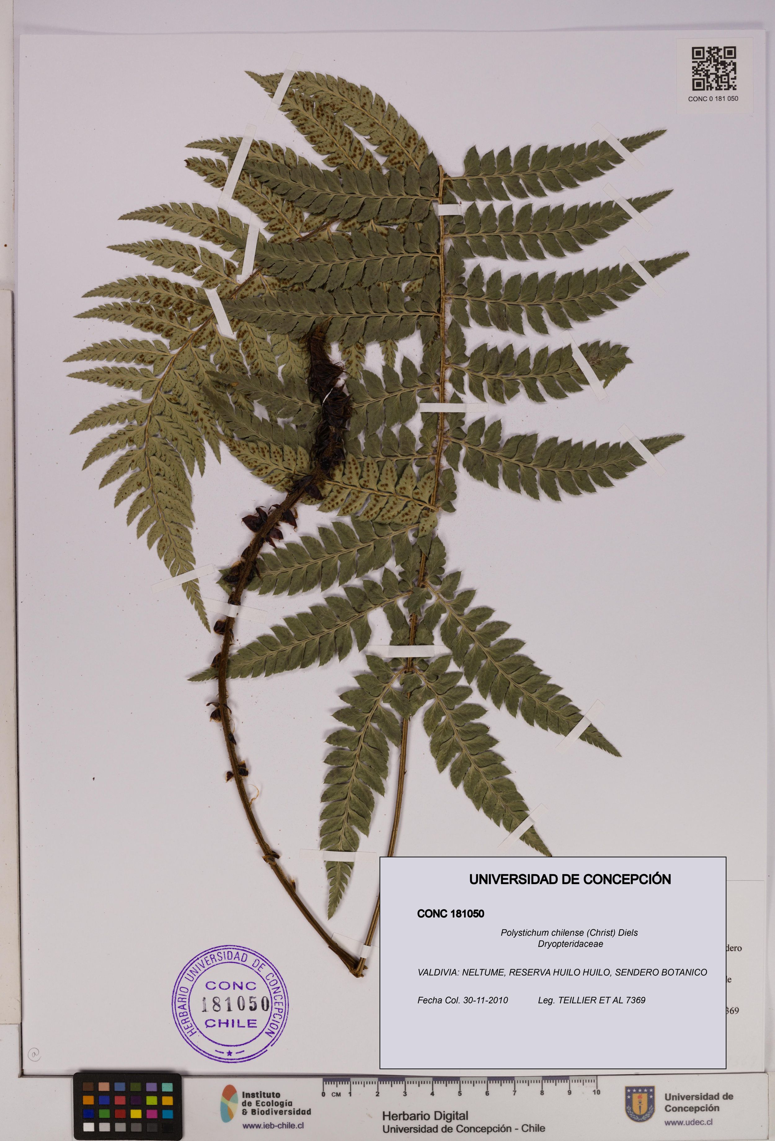 Polystichum chilense [Espécimen: ]