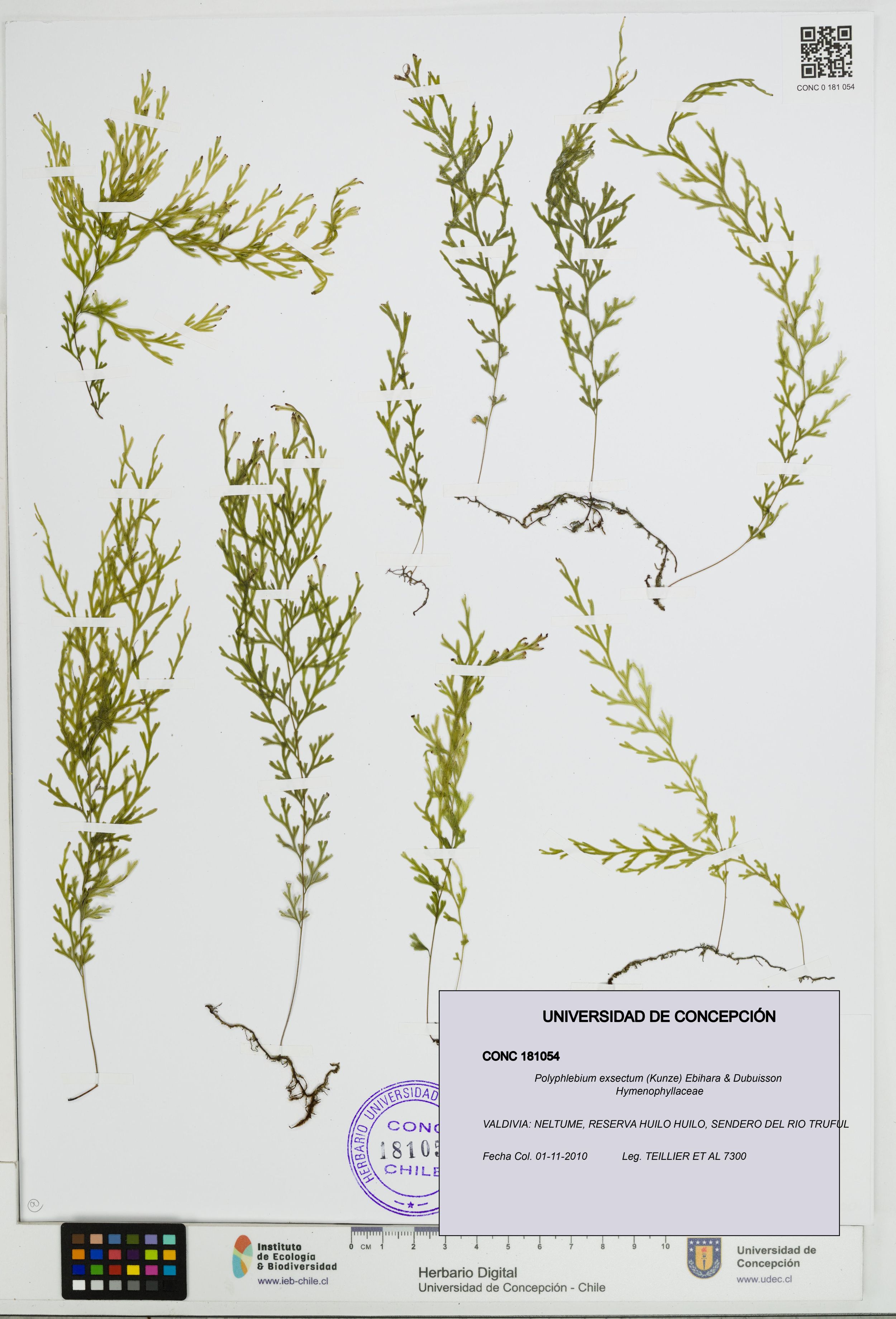 Polyphlebium exsectum [Espécimen: ]