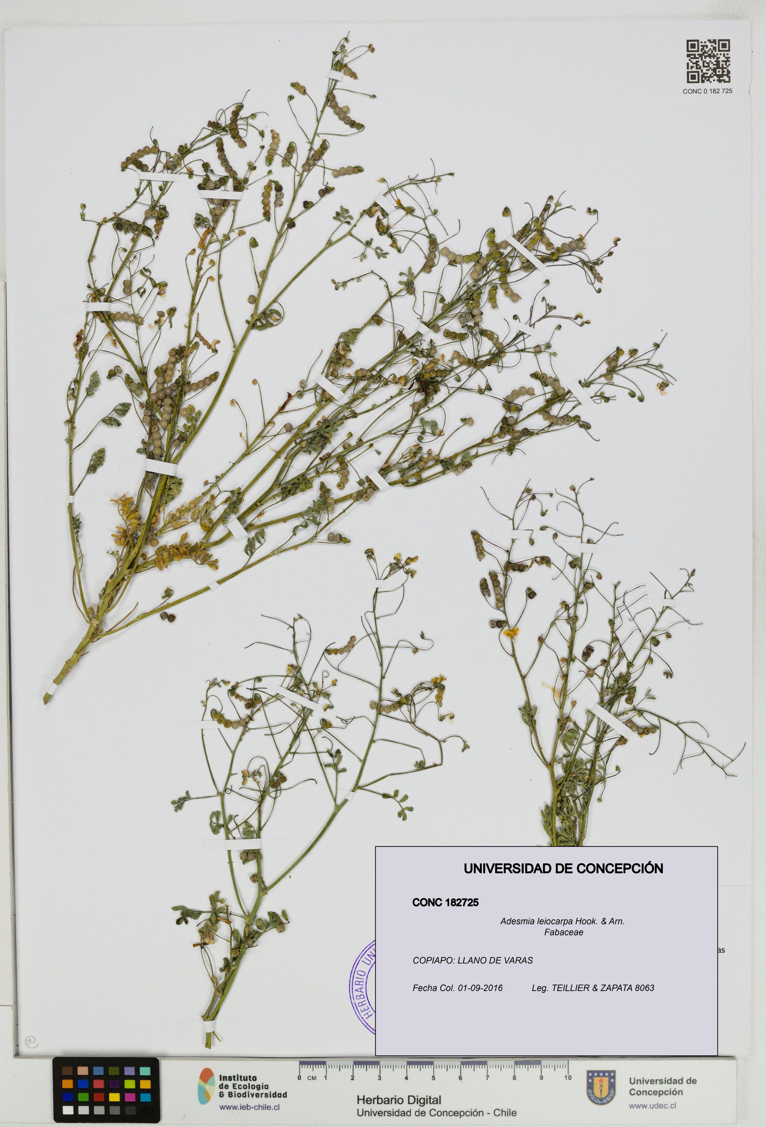 Adesmia leiocarpa [Espécimen: ]