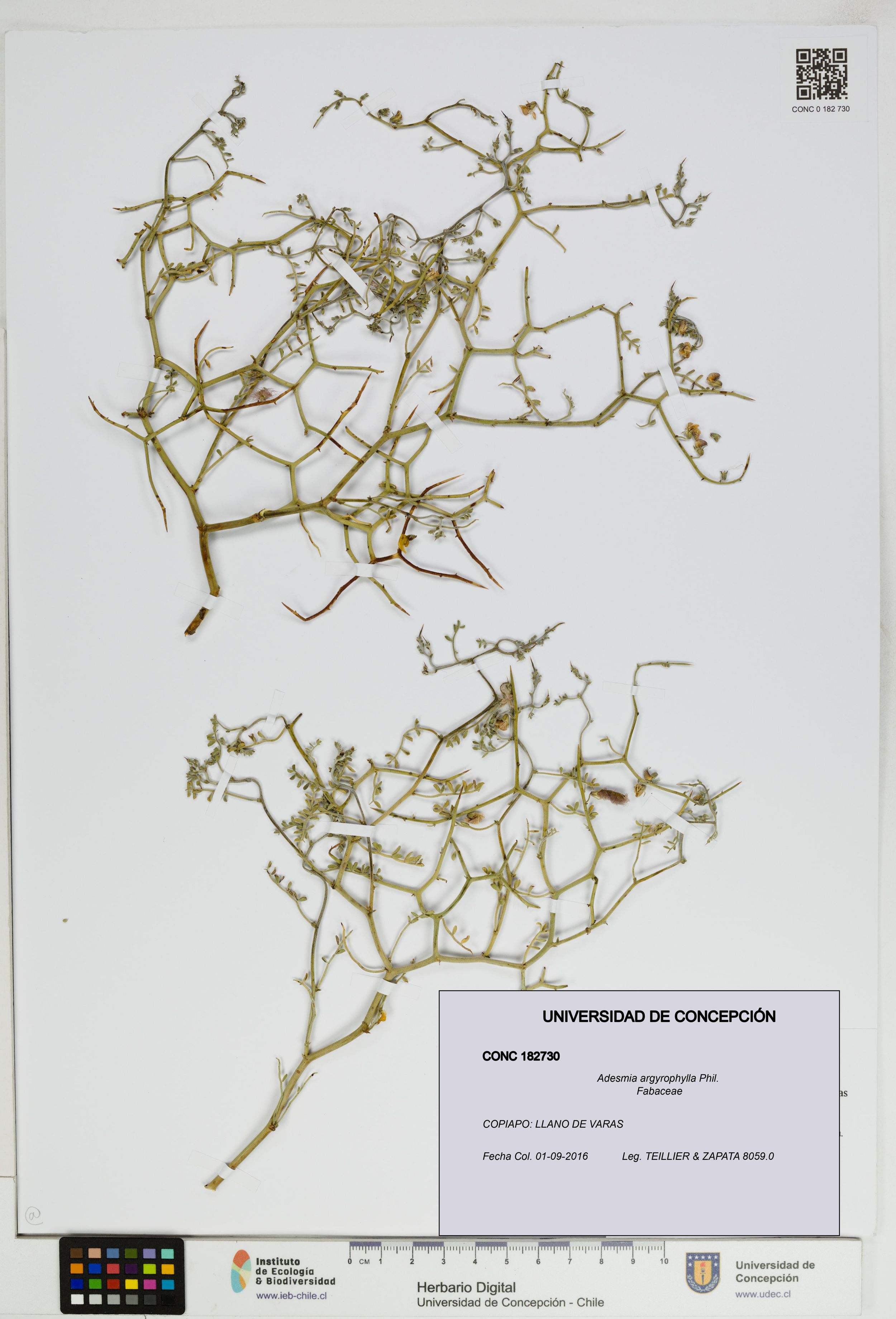 Adesmia argyrophylla [Espécimen: ]
