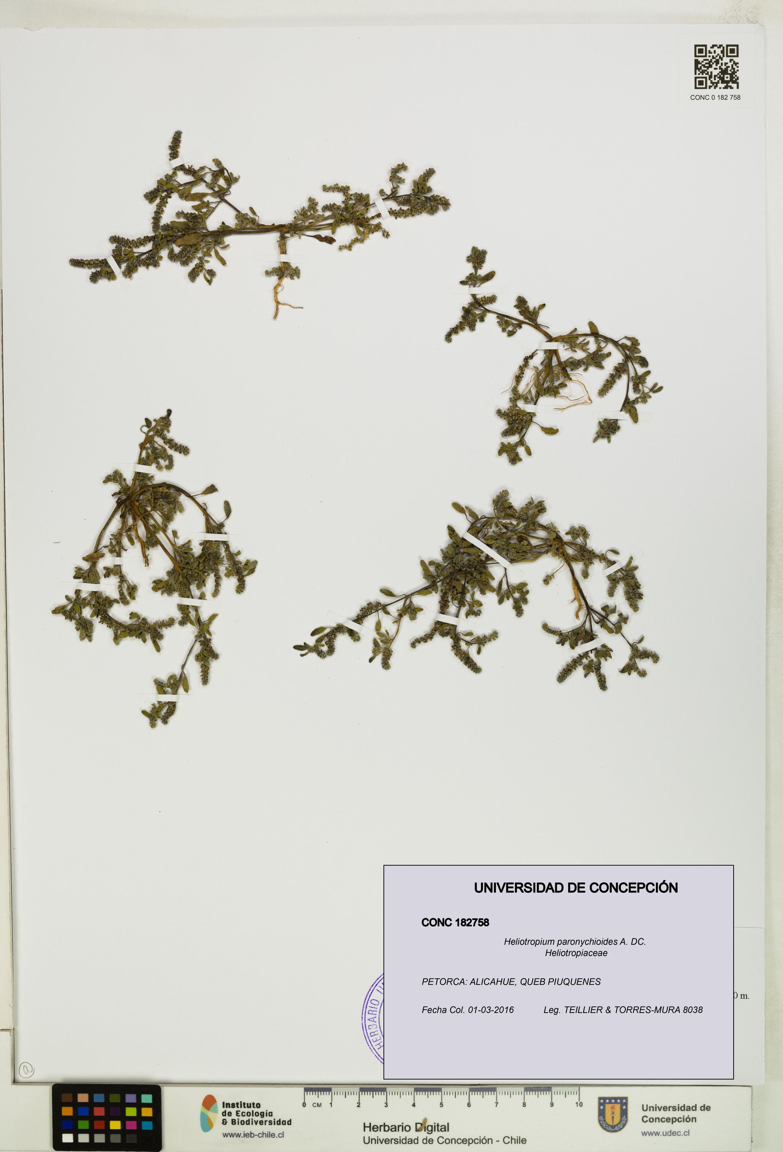 Heliotropium paronychioides [Espécimen: ]
