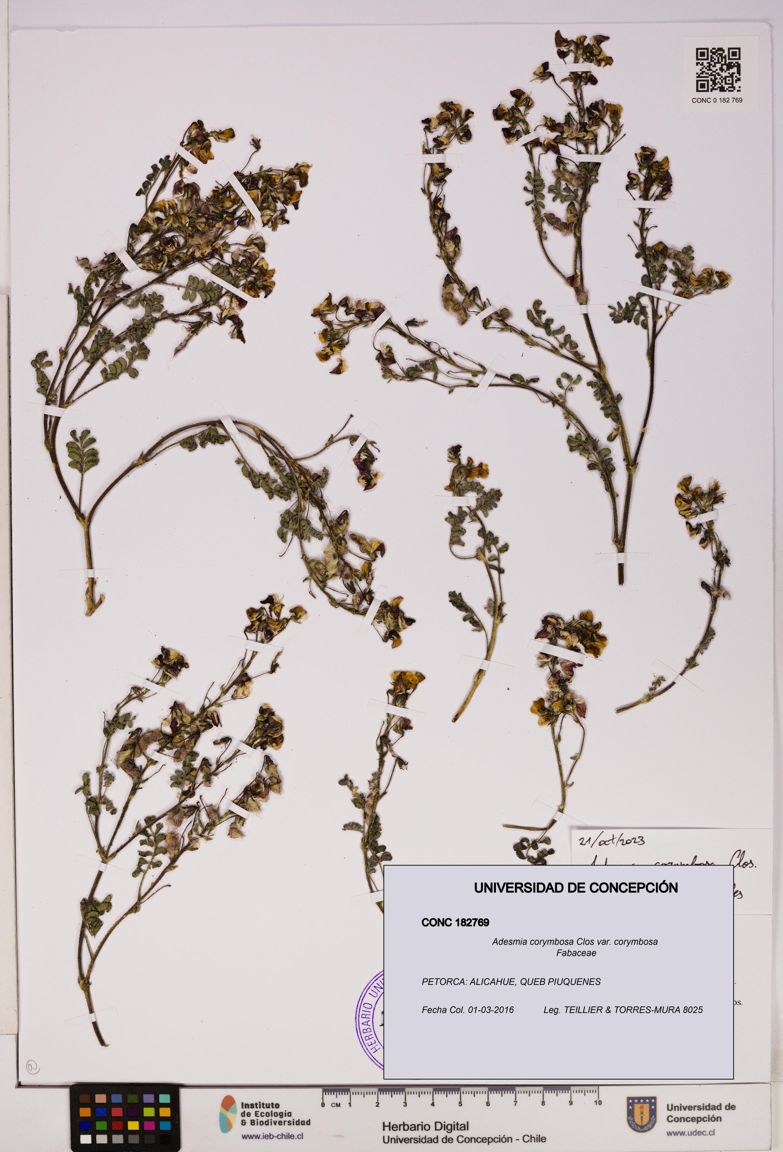 Adesmia corymbosa var. corymbosa [Espécimen: ]