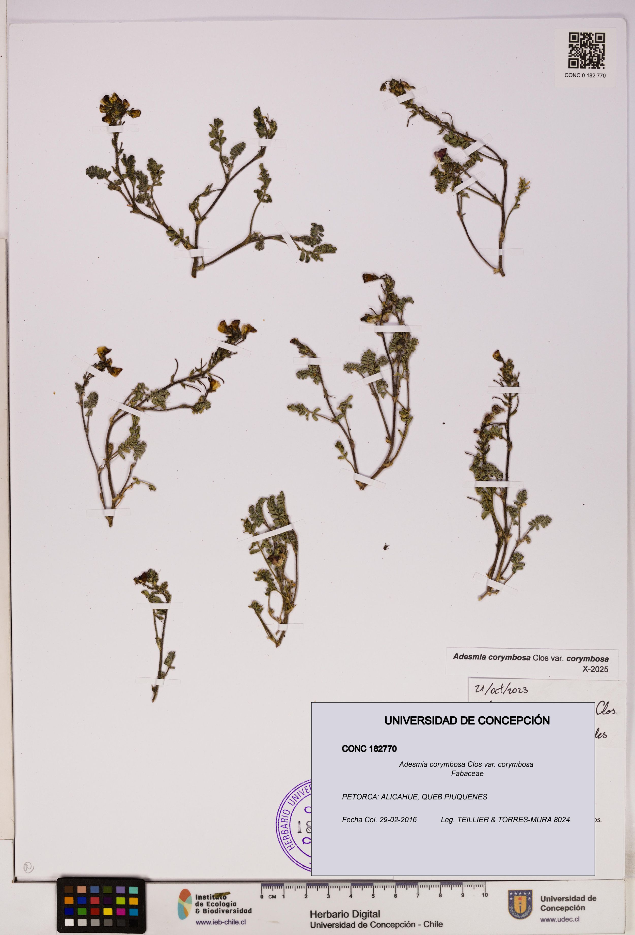 Adesmia corymbosa var. corymbosa [Espécimen: ]