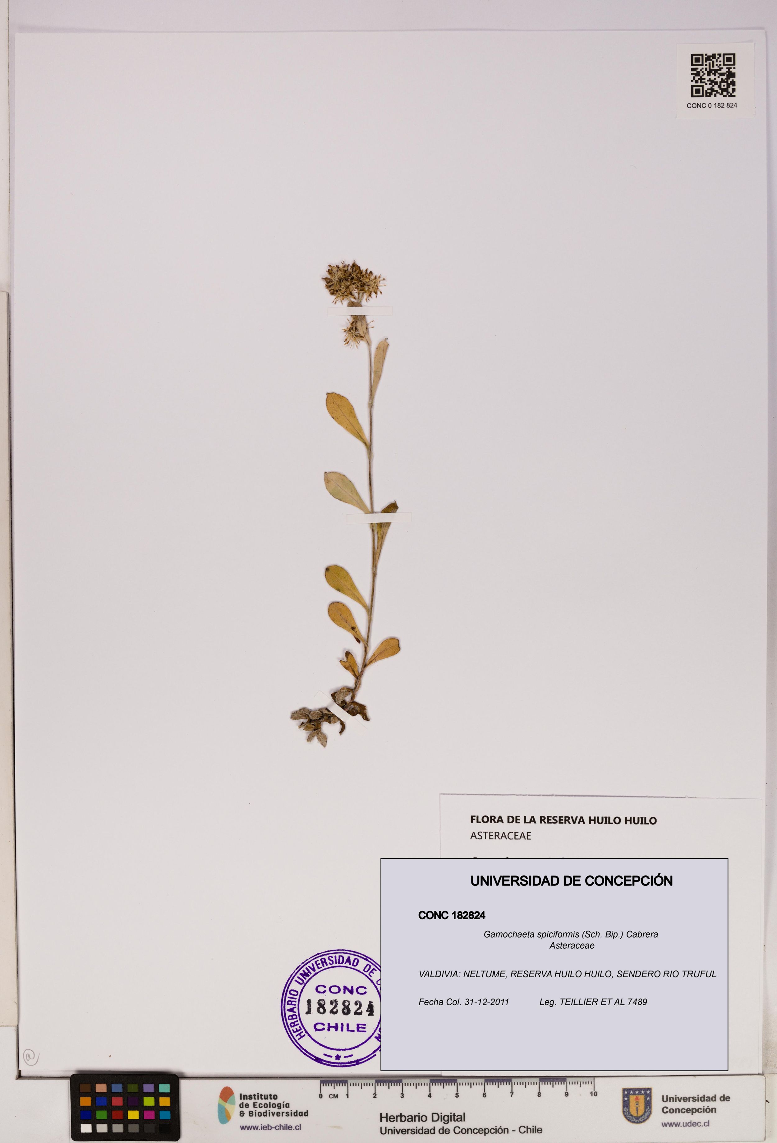 Gamochaeta spiciformis [Espécimen: ]