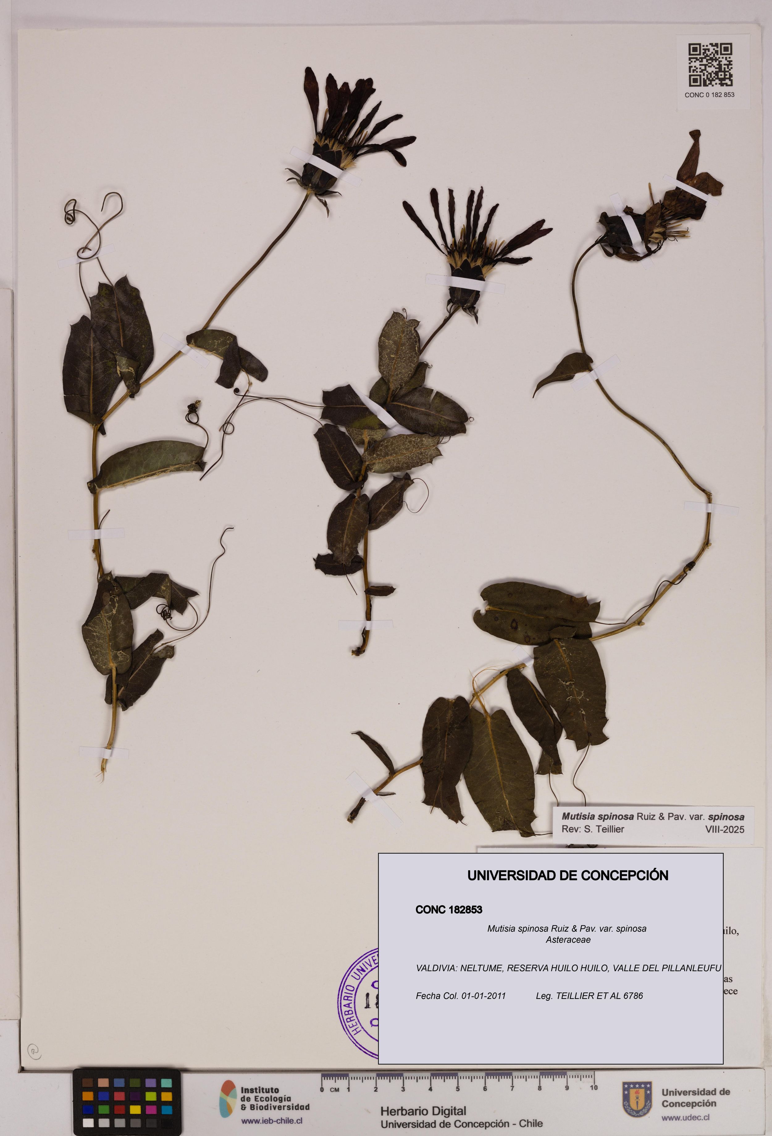 Mutisia spinosa var. spinosa [Espécimen: ]
