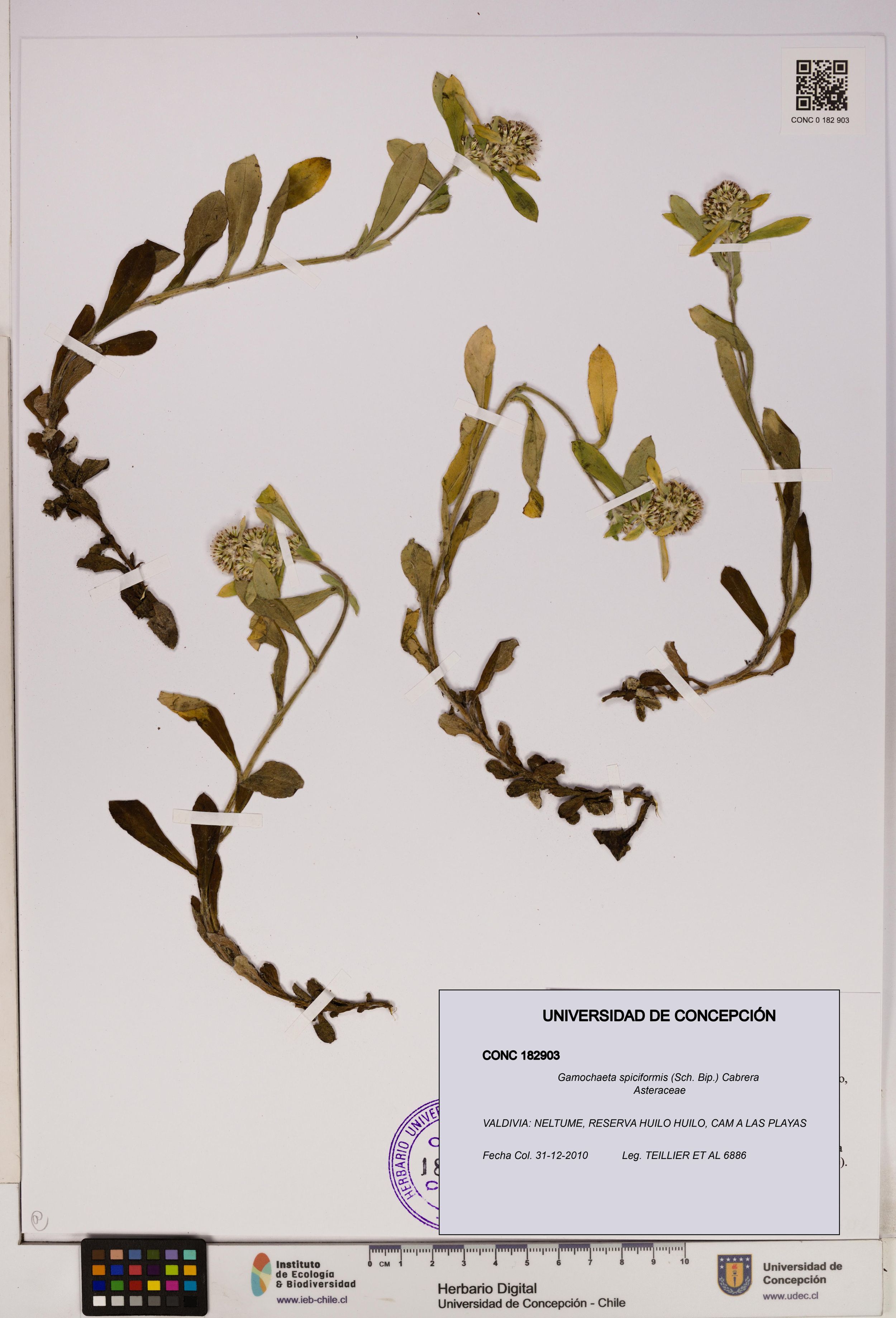Gamochaeta spiciformis [Espécimen: ]