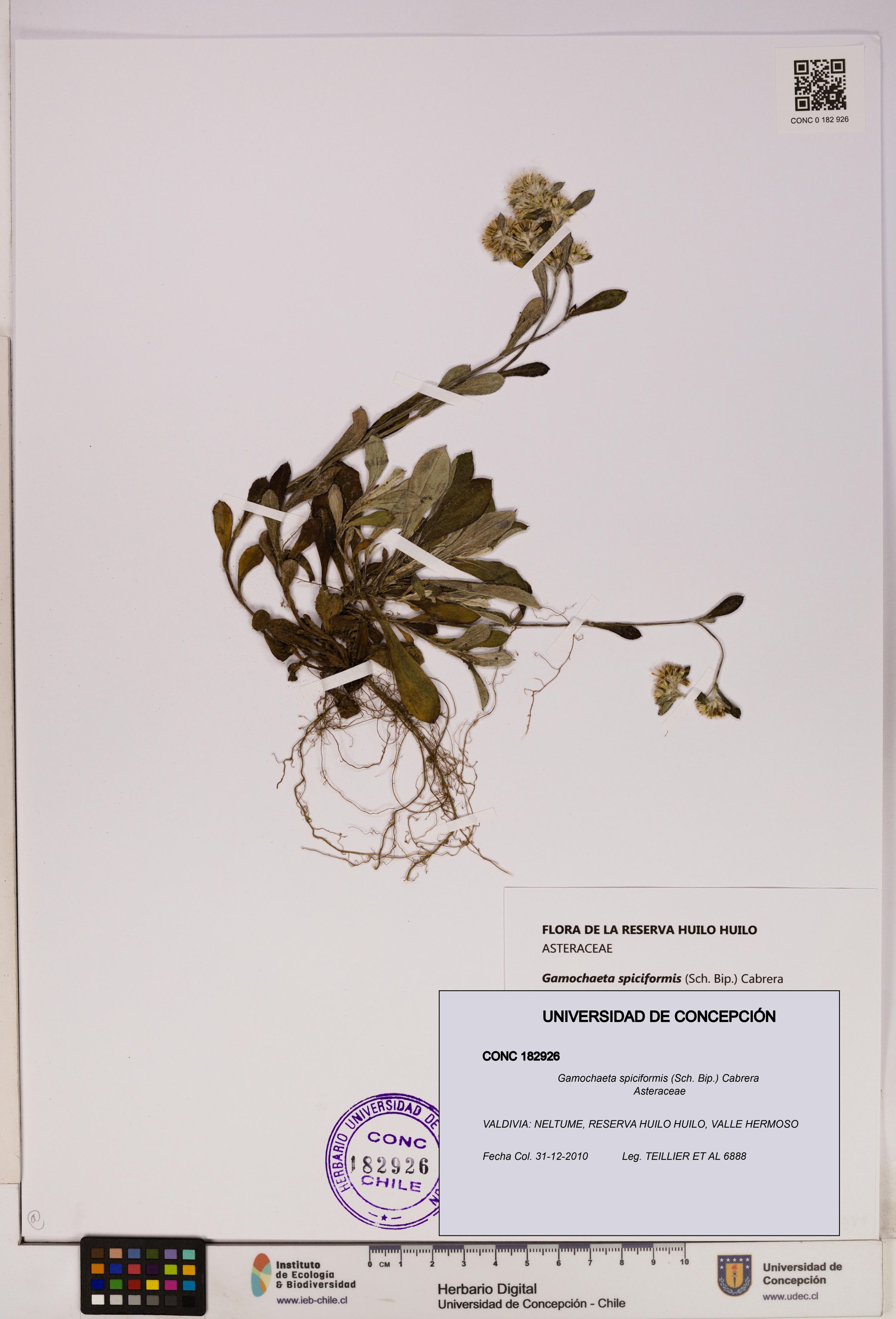 Gamochaeta spiciformis [Espécimen: ]