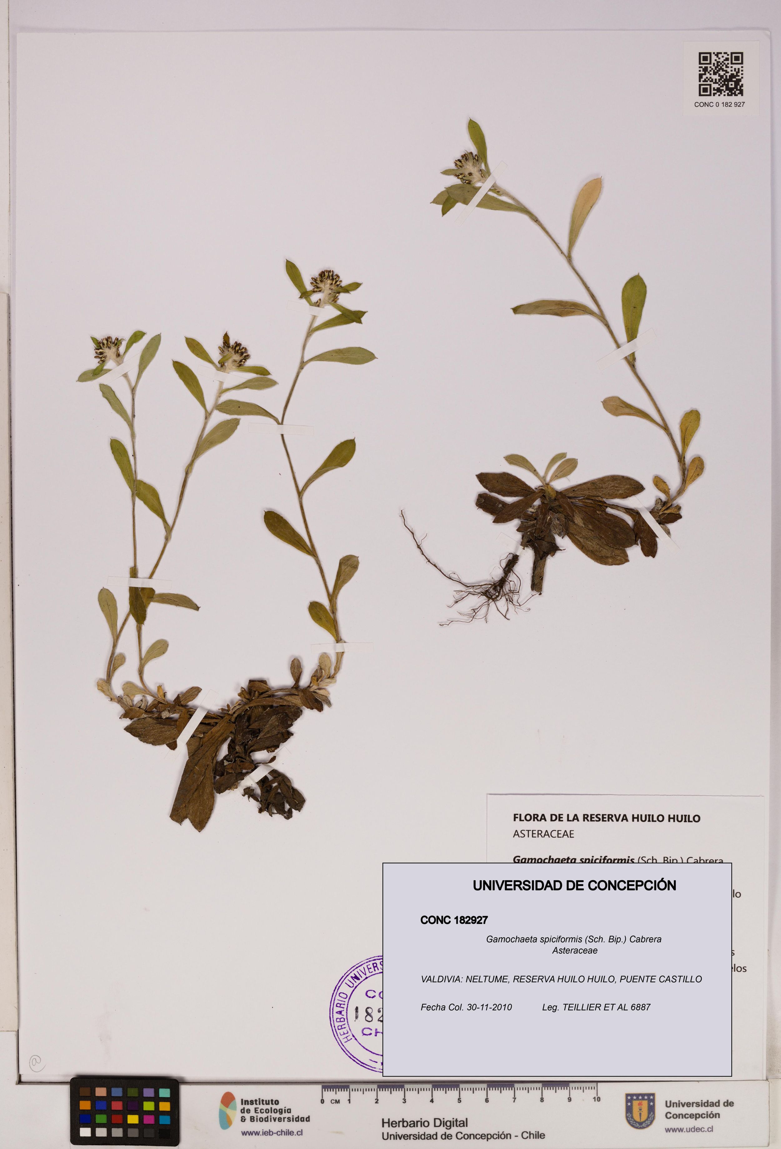 Gamochaeta spiciformis [Espécimen: ]