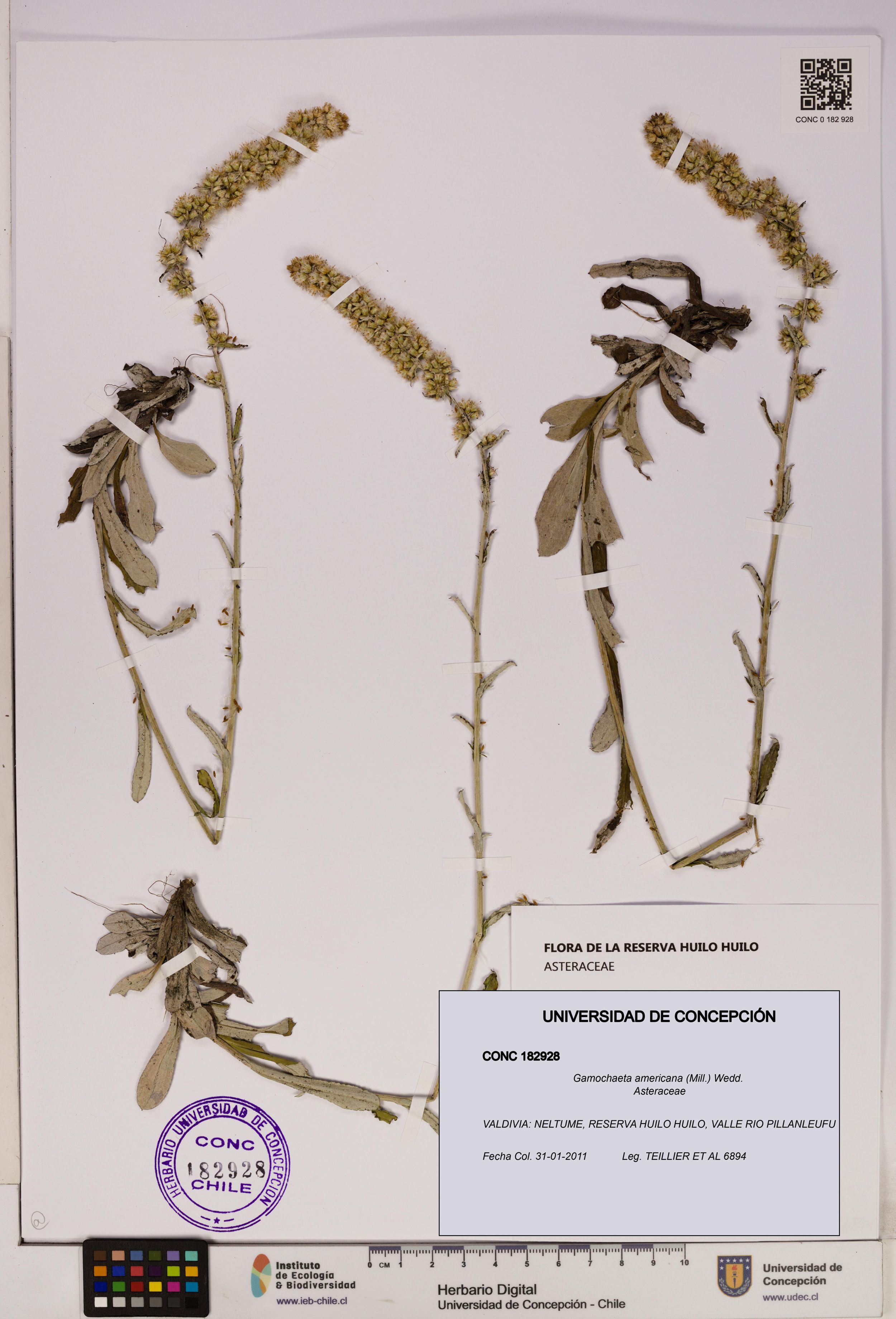 Gamochaeta americana [Espécimen: ]